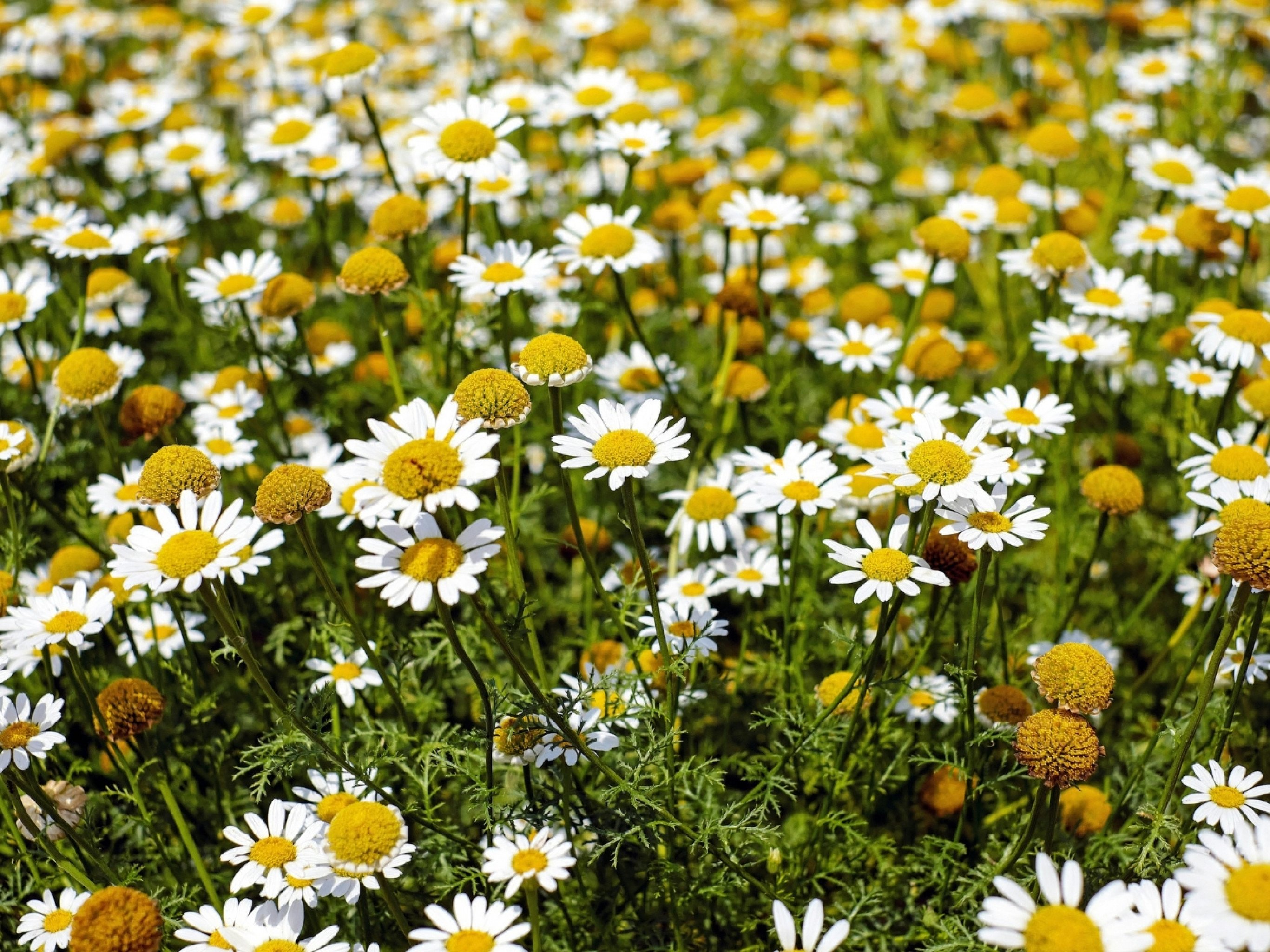 9 plantas medicinais que você pode ter em casa e não sabe: Descubra os benefícios e como usar