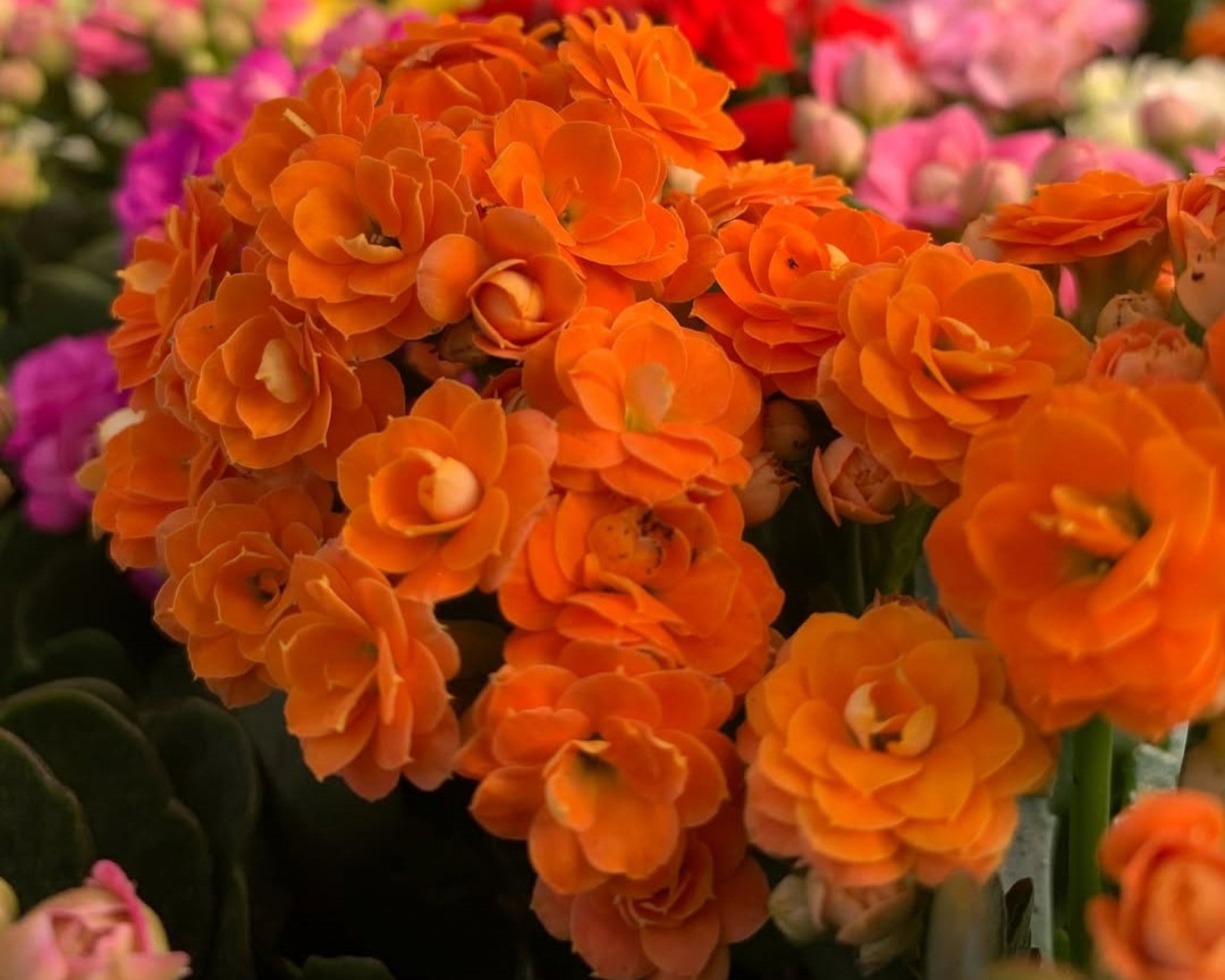 Atenção: saiba o que fazer para manter as plantas saudáveis no inverno