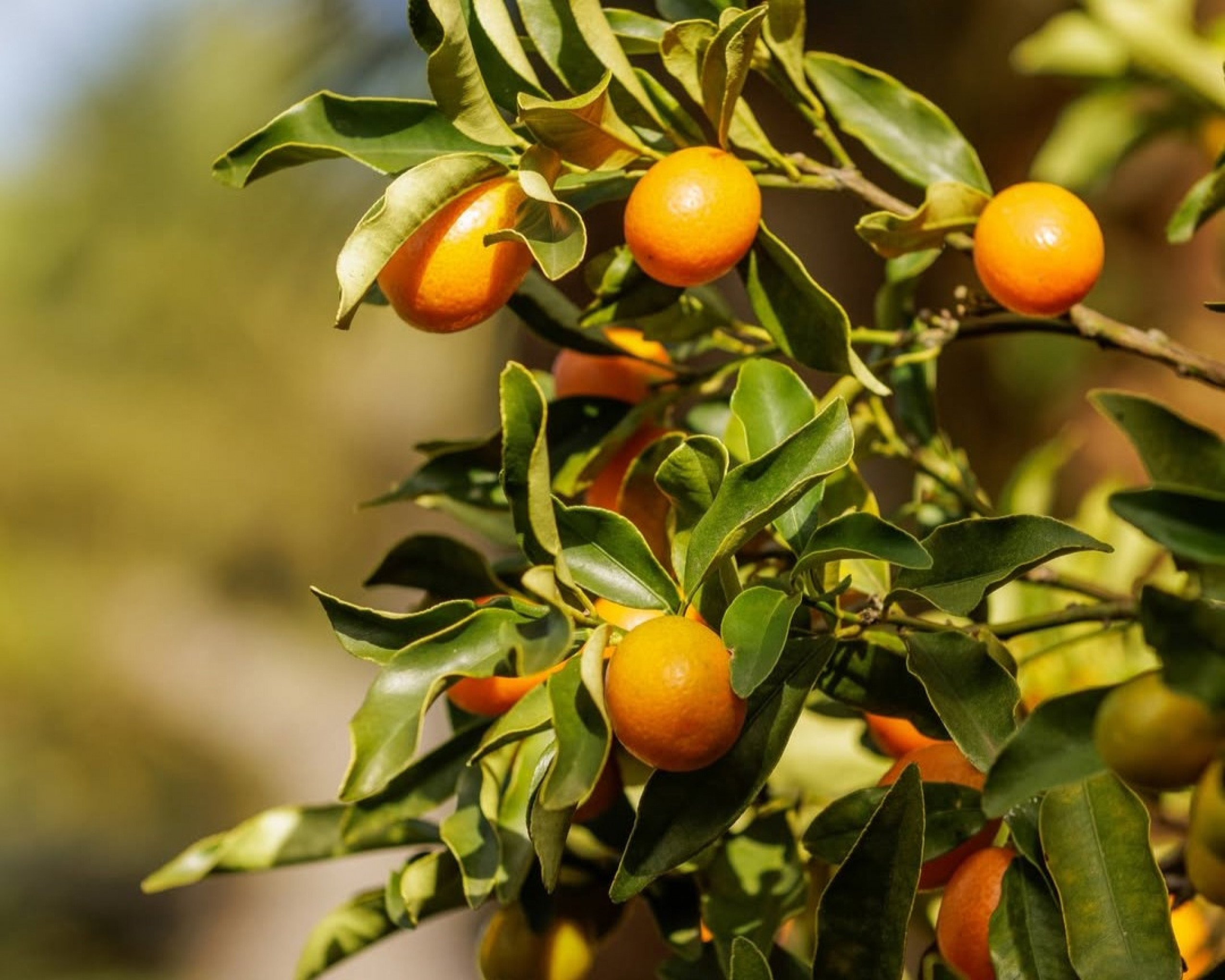 Laranja  | abc+