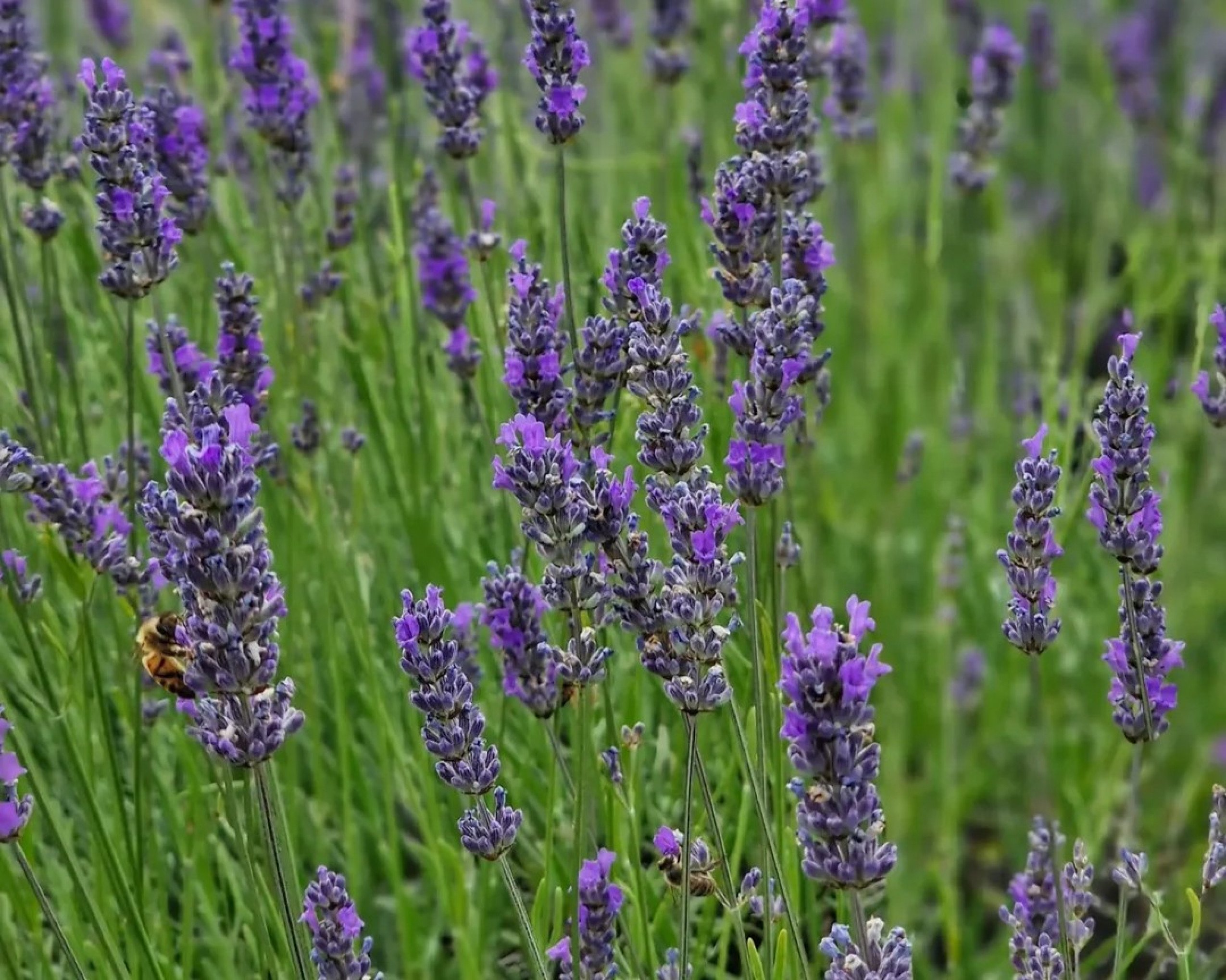 Lavanda | abc+