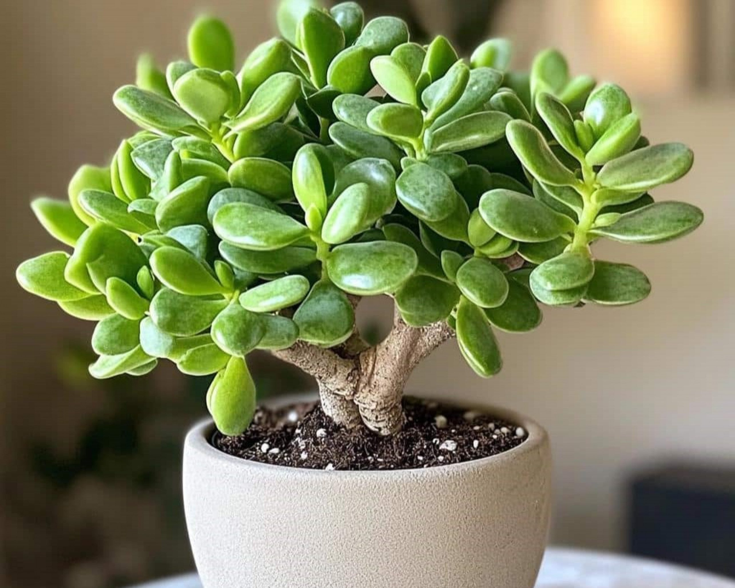 Planta-jade | abc+