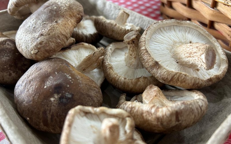 Primeira safra de cogumelos cultivados por jovem casal é vendida durante a Ruralfest | abc+