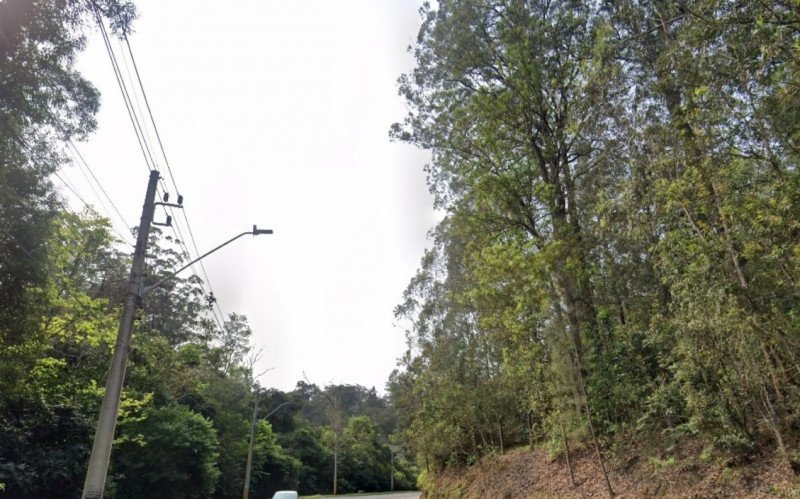 Mais de um mês após acidente com morte, ainda não há data para corte e poda de árvores na Estrada do Horto