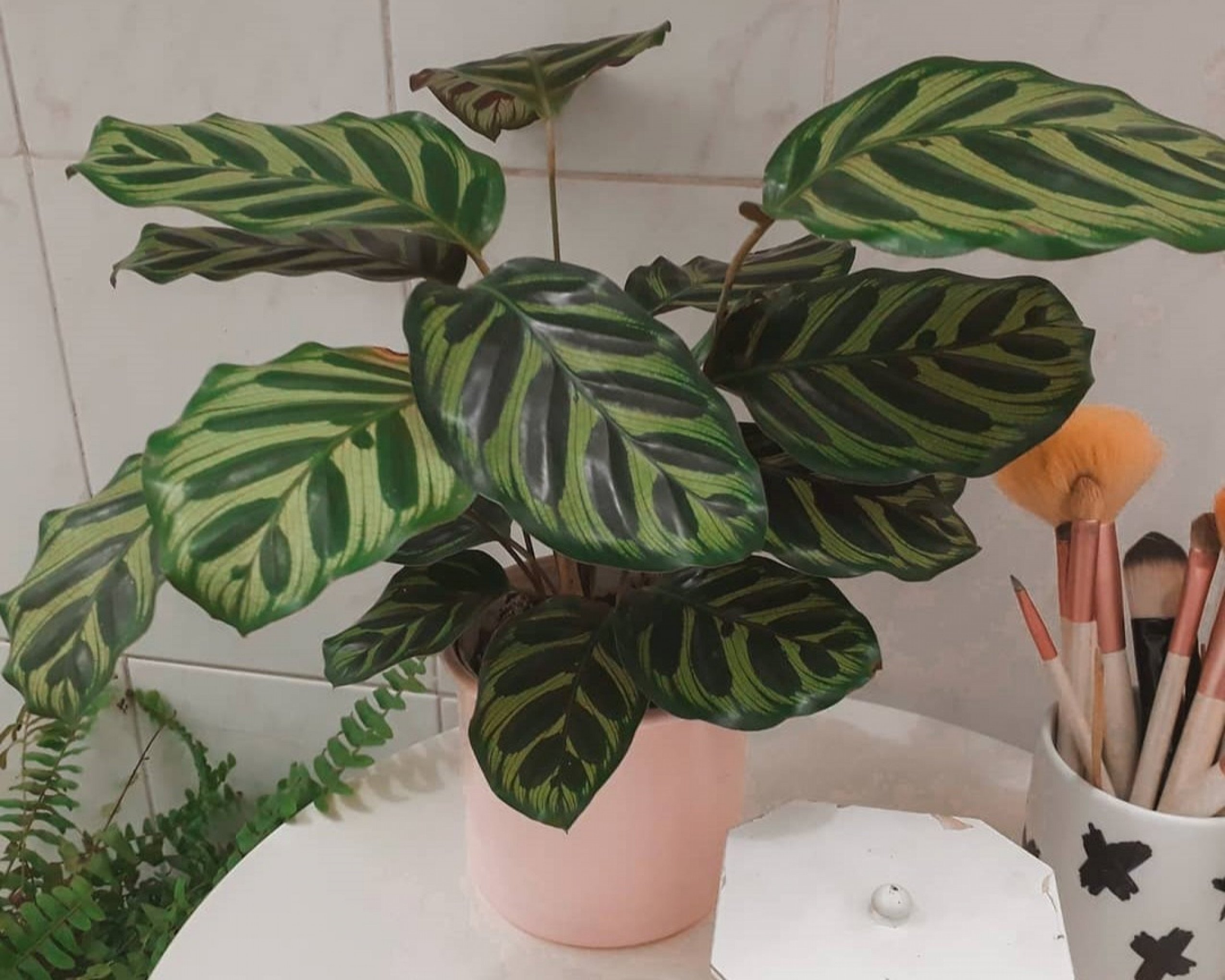 Você sabia que as plantas dentro de casa contribuem para o bem-estar no dia a dia?