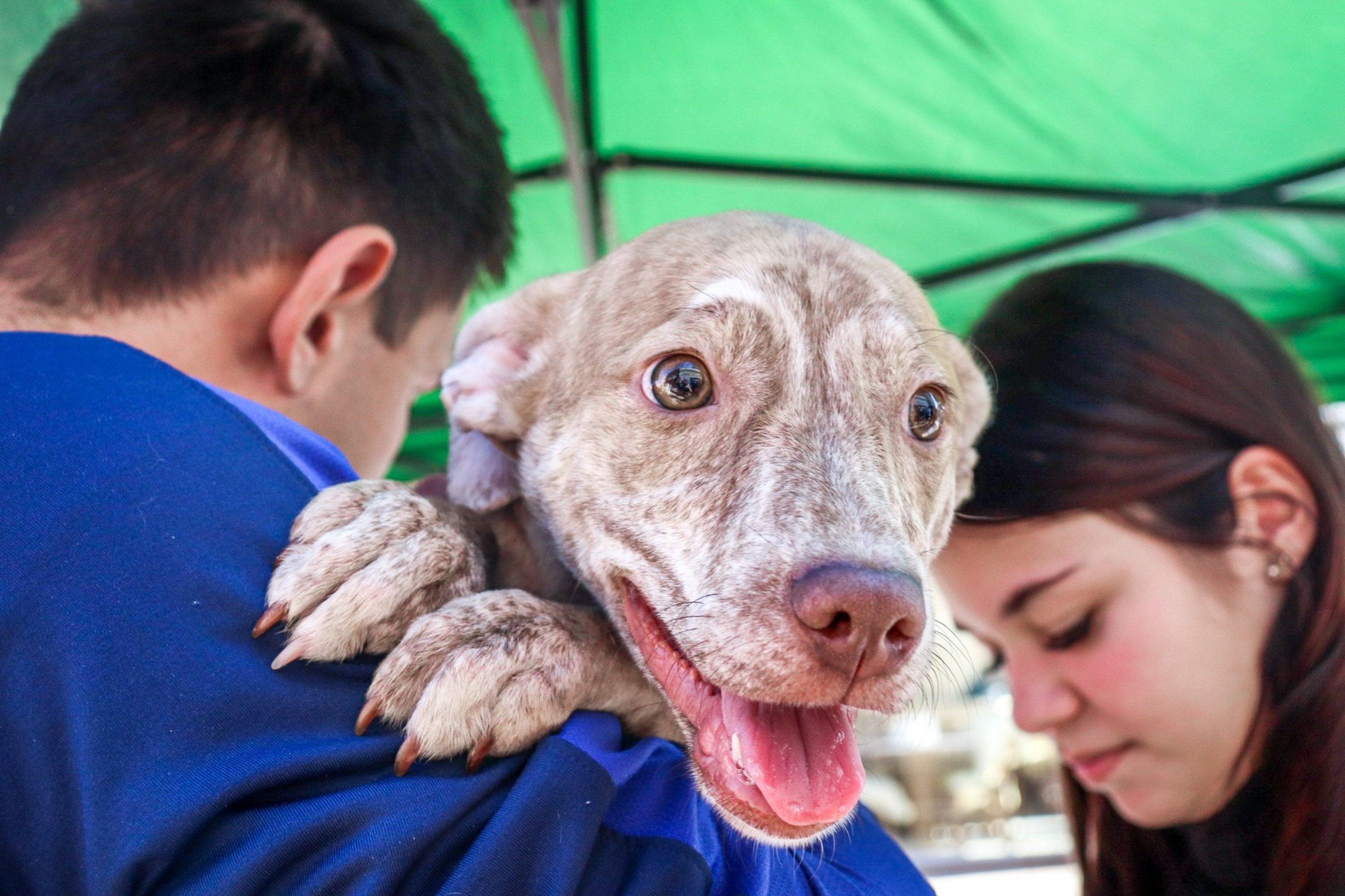 Segunda edição do Pet Day de São Leopoldo é adiada devido à previsão de chuva