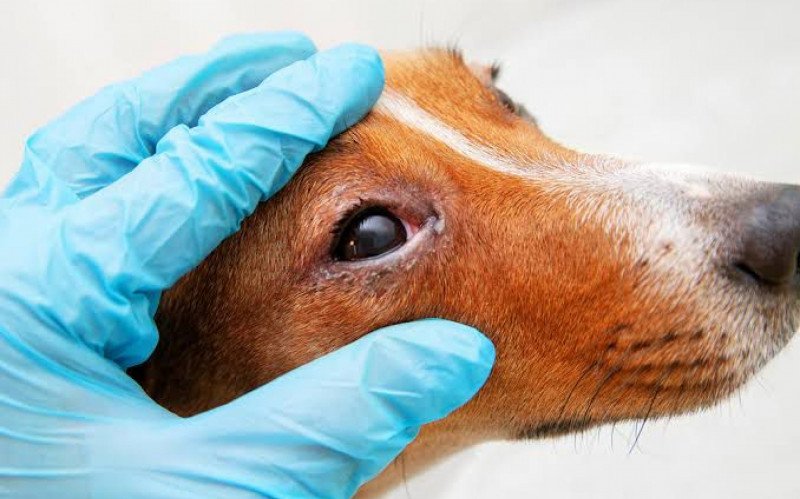 Cães podem ser afetados com cinomose