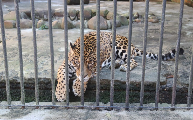 Reabertura do Zoológico de Sapucaia do Sul 
