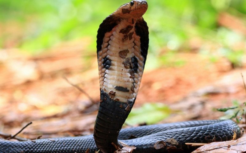 Bebê de um ano mata cobra a mordidas após réptil se enrolar em suas mãos (imagem meramente ilustrativa) | abc+