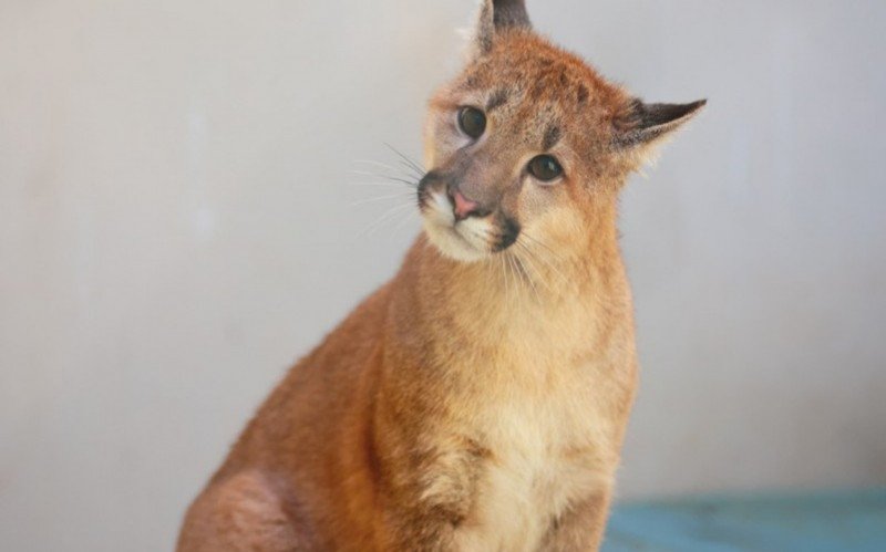 Filhote de puma é o novo morador do Zoológico de Sapucaia do Sul