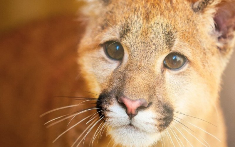 Puma é o mais novo morador do Parque Zoológico