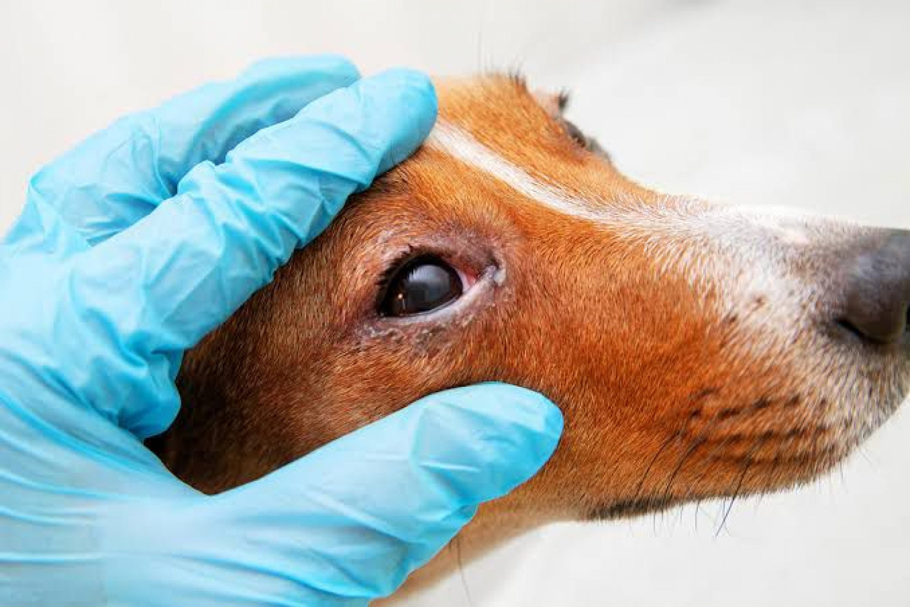 Gramado está em alerta para aumento de casos de cinomose; doença já foi registrada em animal silvestre