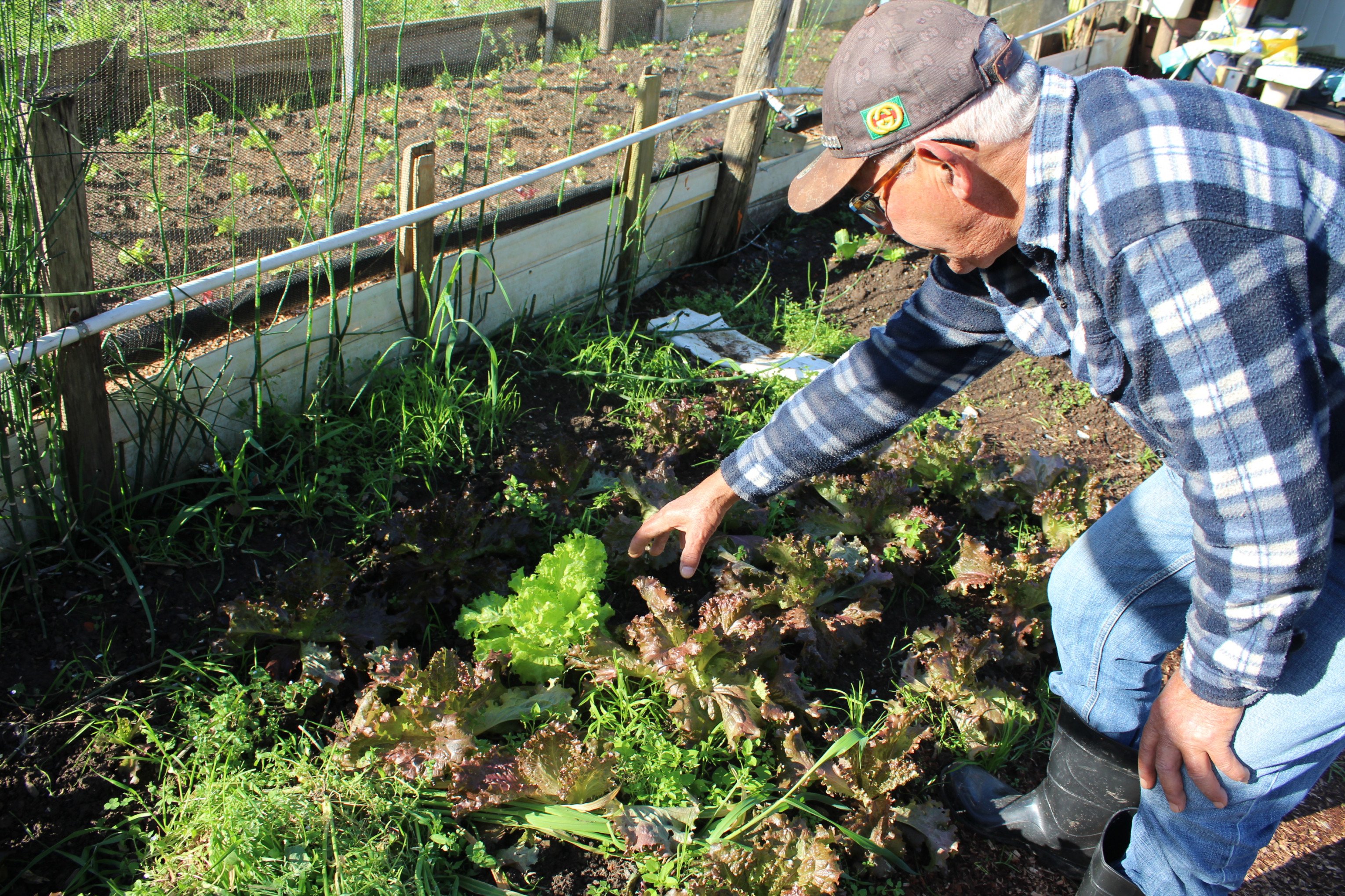 Colher o que planta: hortas comunitárias trabalham o solo, a mente e a convivência em Canoas