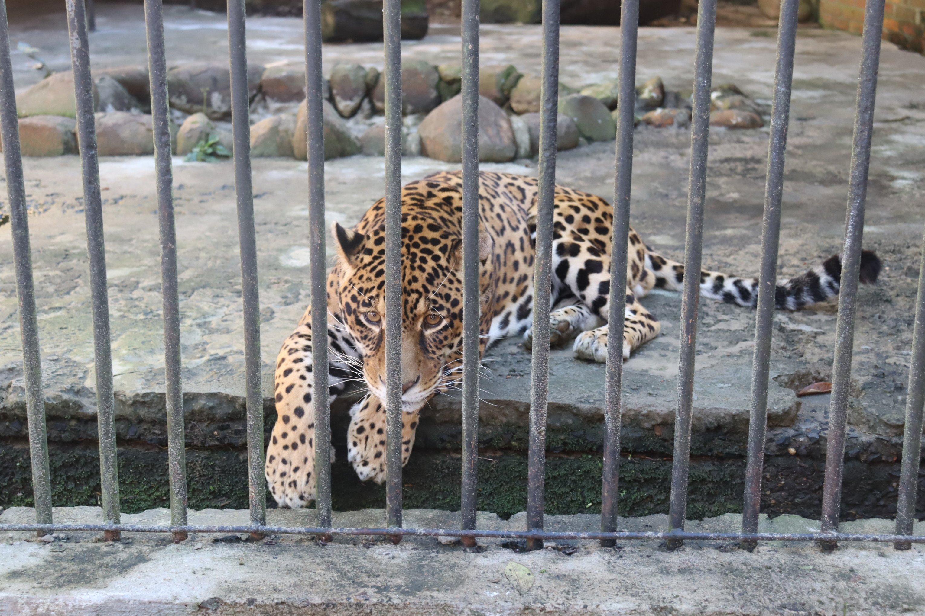 Reabertura do Zoológico de Sapucaia do Sul 