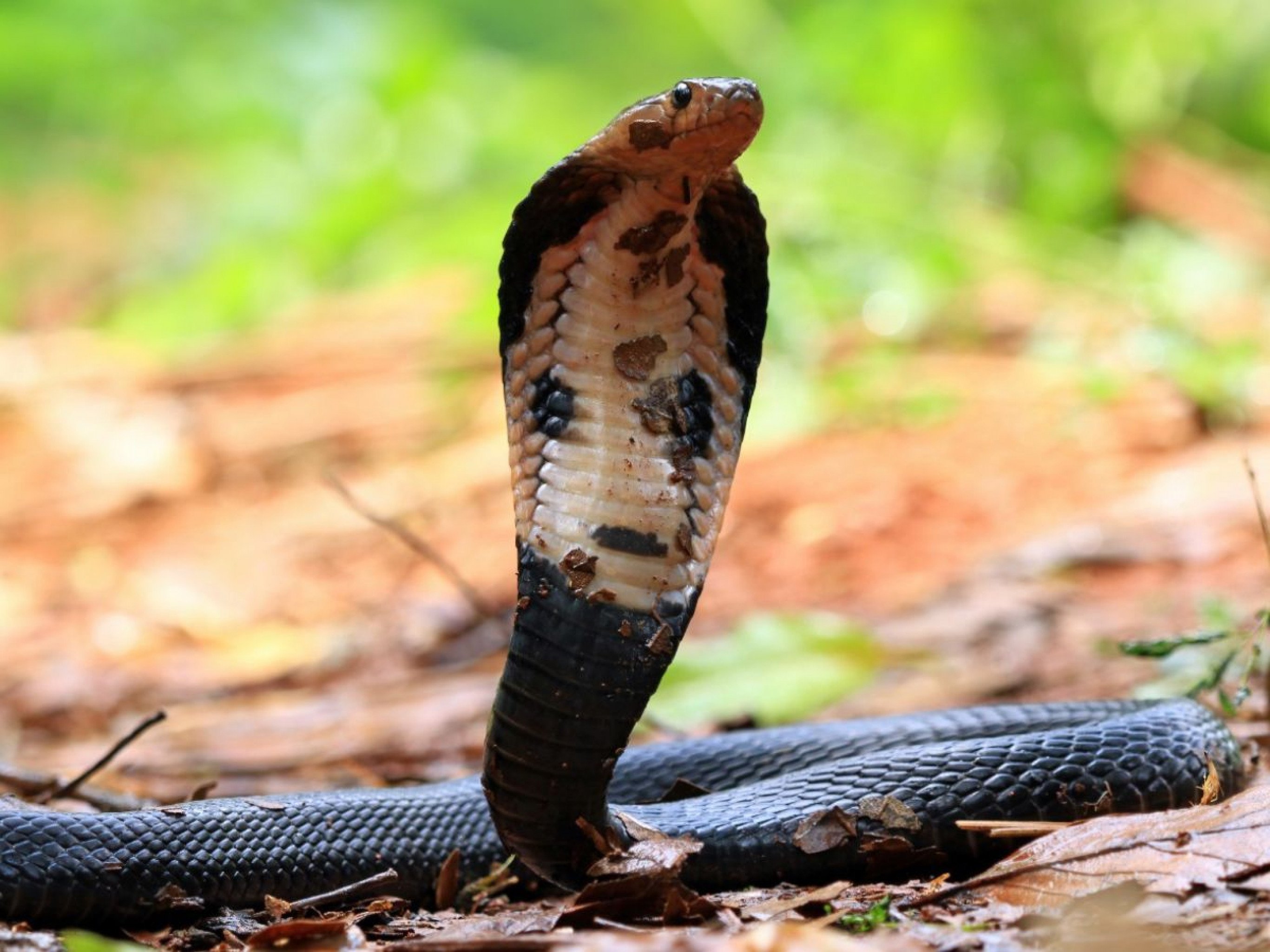 Bebê de um ano mata cobra a mordidas após réptil se enrolar em suas mãos