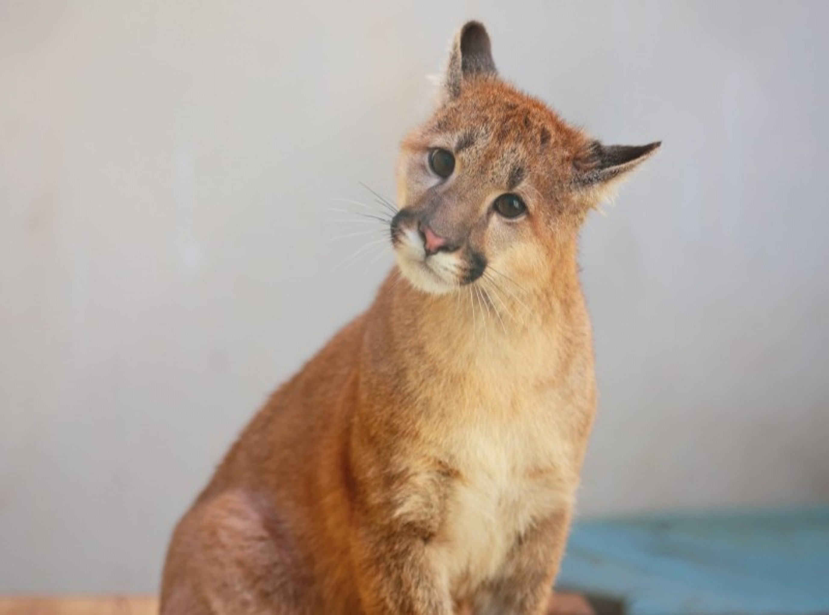 Filhote de puma do Zoo de Sapucaia do Sul ganha nome composto; confira resultado de votação