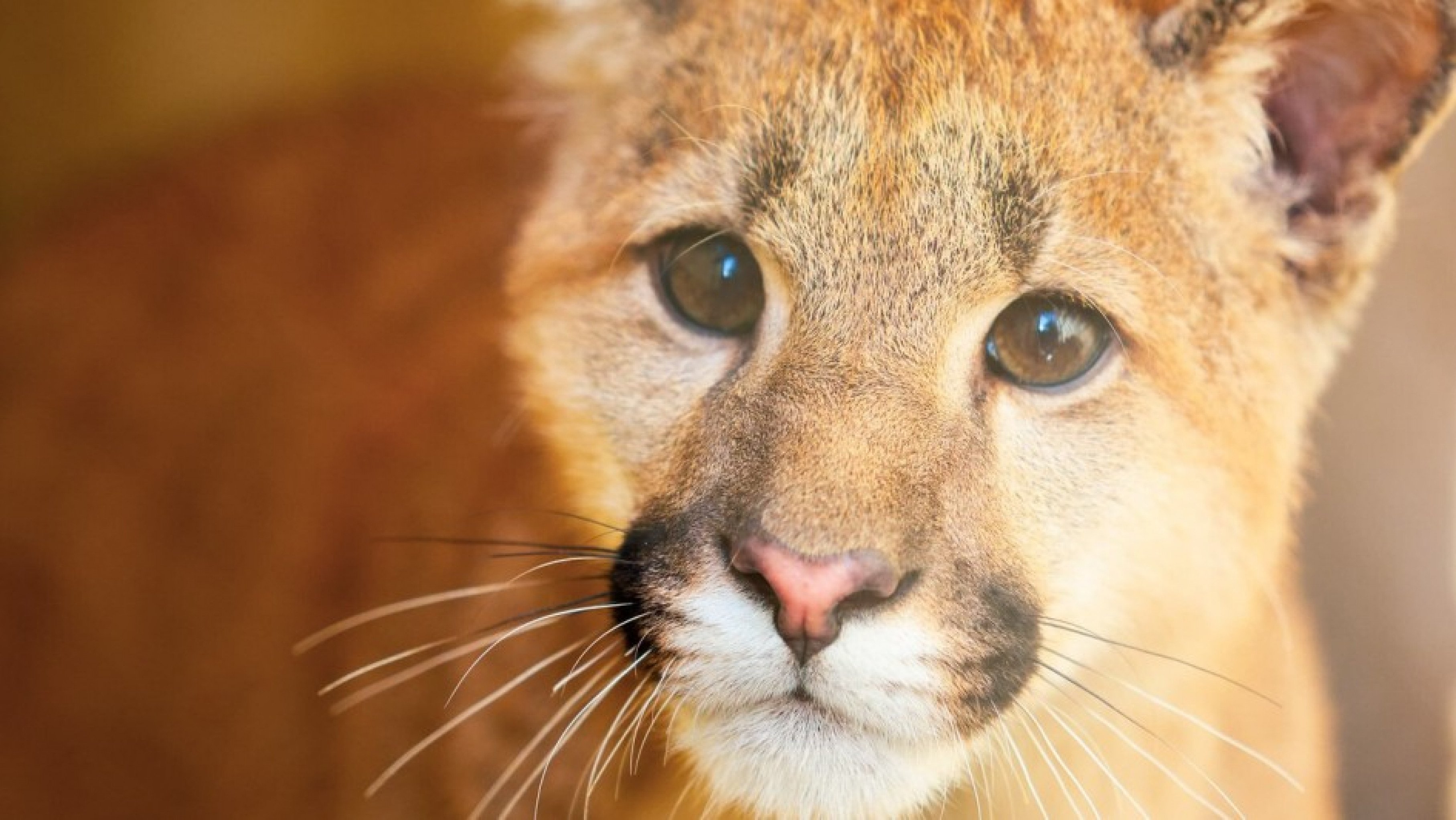 Conheça o mais novo morador do Parque Zoológico que pode ser visitado a partir de domingo