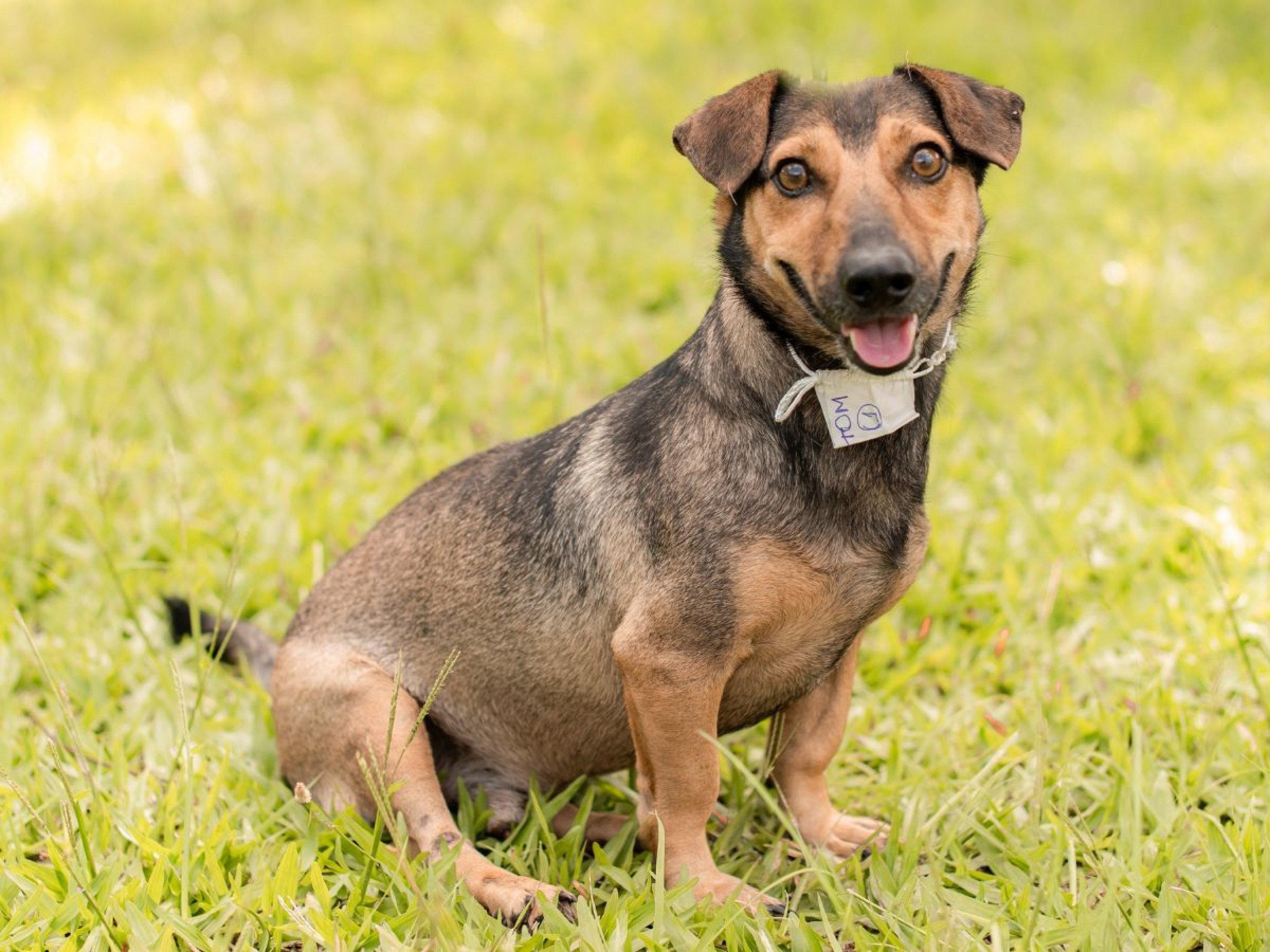 Site facilita adoção de pets em Novo Hamburgo; confira
