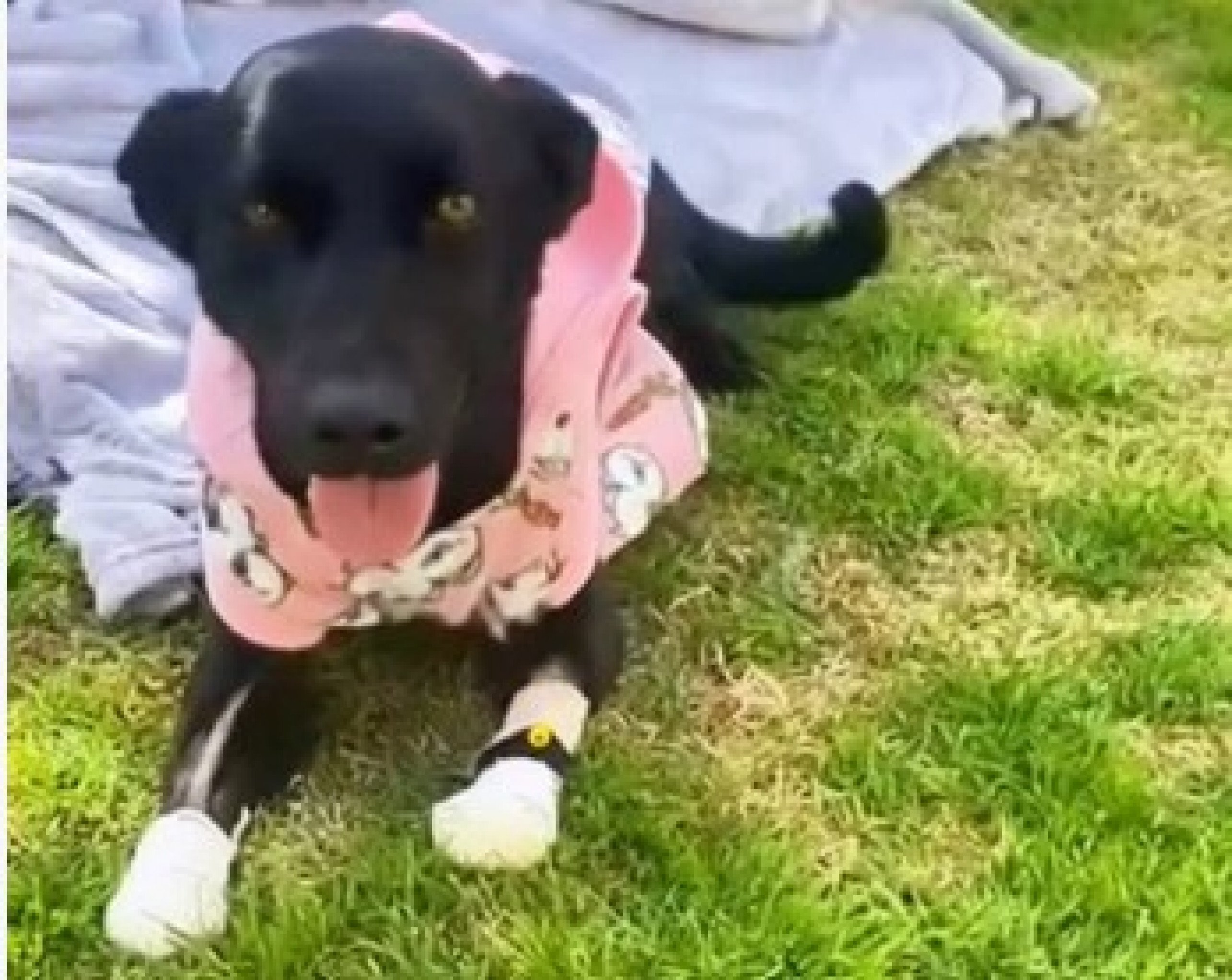 Cadela tem duas patas decepadas no RS; Justiça decide que acusado responderá a processo criminal