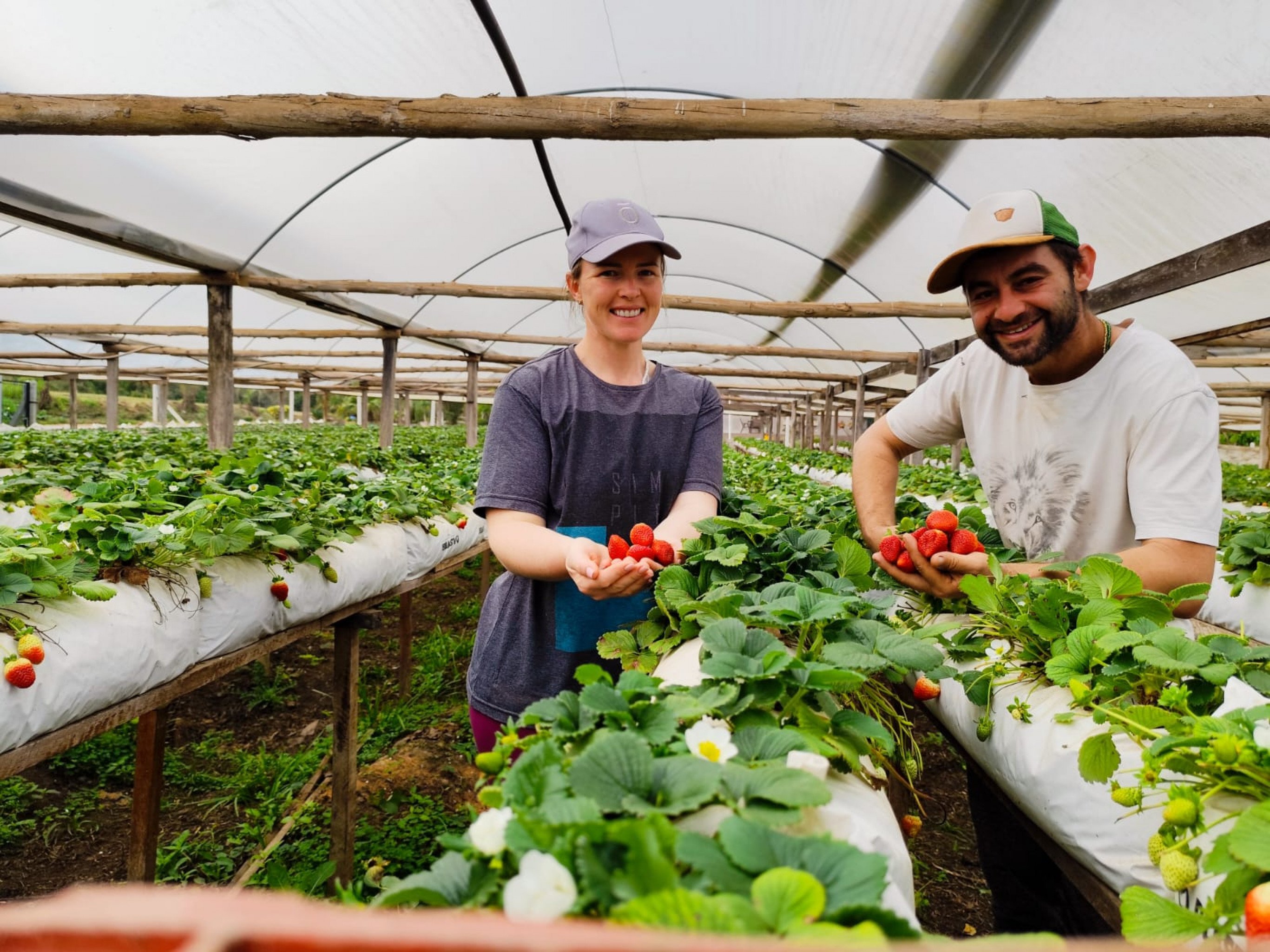 Morango do Amor aquece as vendas e anima produtores às vésperas da Festa Nacional do Moranguinho