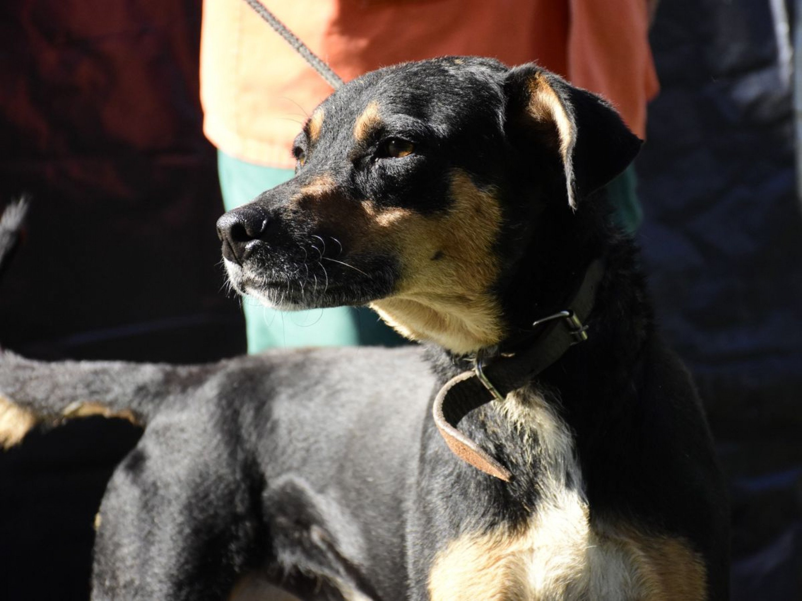 Site de adoção de pets em Novo Hamburgo terá lançamento oficial no Parcão