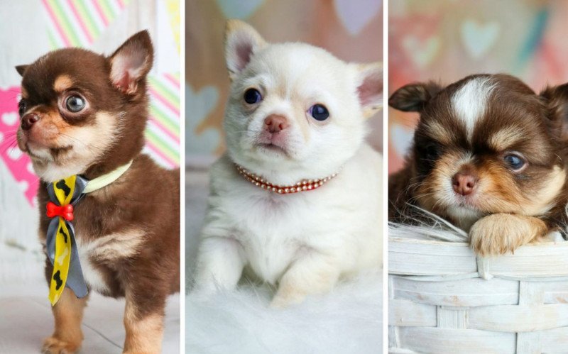 Chihuahuas continuam desaparecidos quase um mês após roubo em sítio | abc+