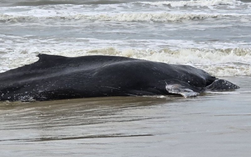 Baleia-jubarte é encontrada morta após encalhar em Arroio do Sal | abc+