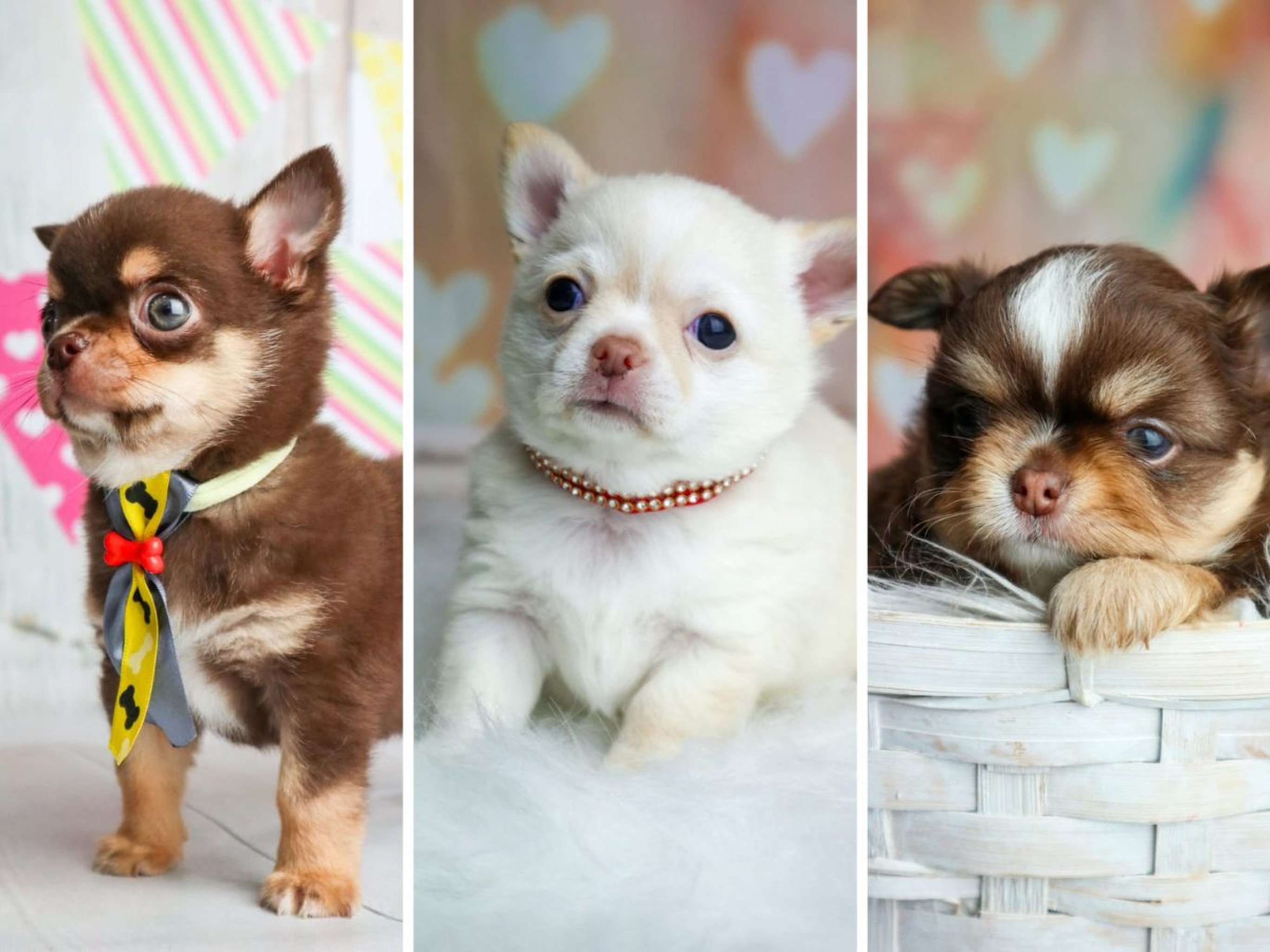 Família pede ajuda para encontrar chihuahuas que foram levados em assalto a sítio