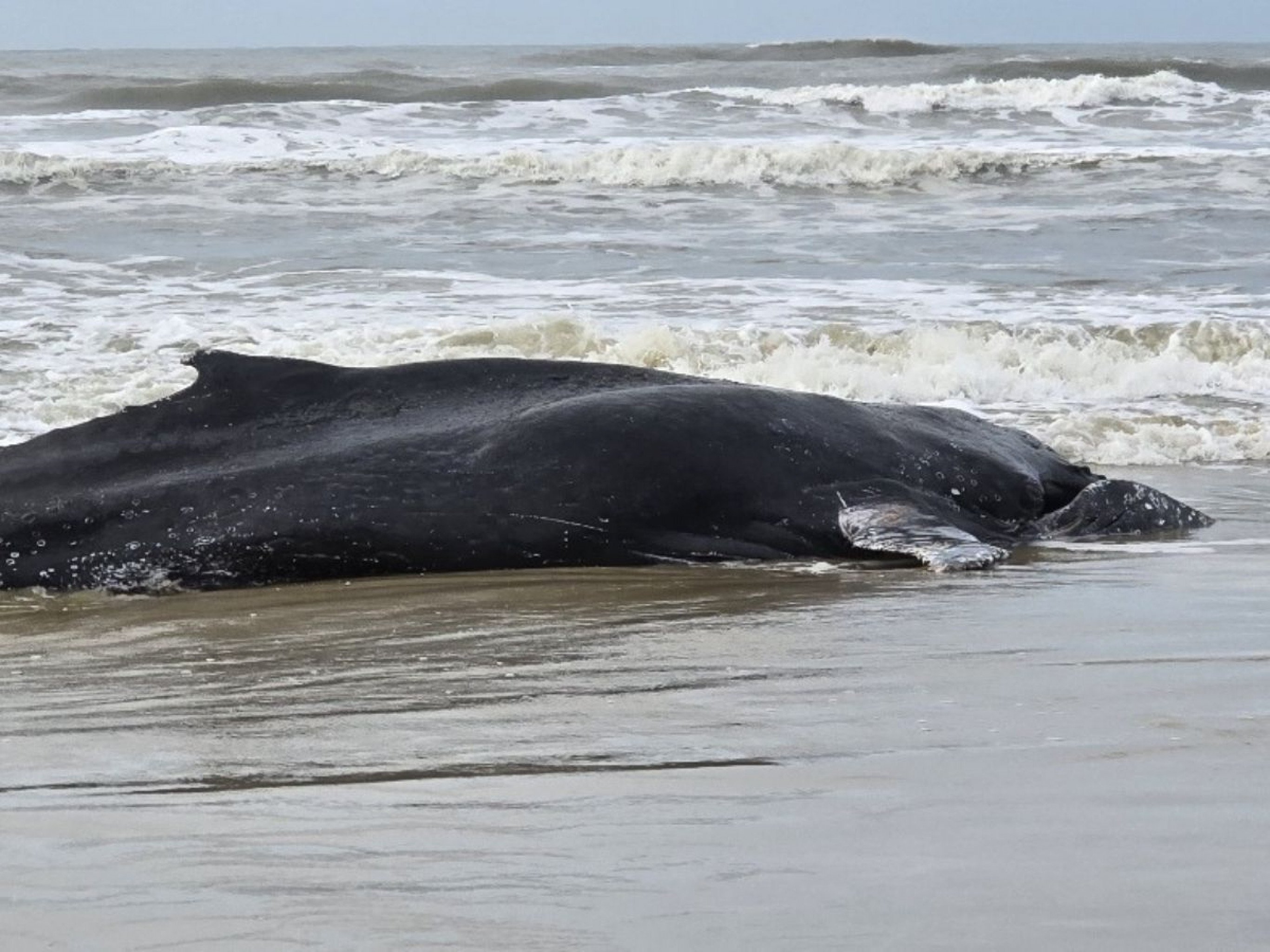 VÍDEO: Baleia-jubarte é encontrada encalhada no litoral norte gaúcho
