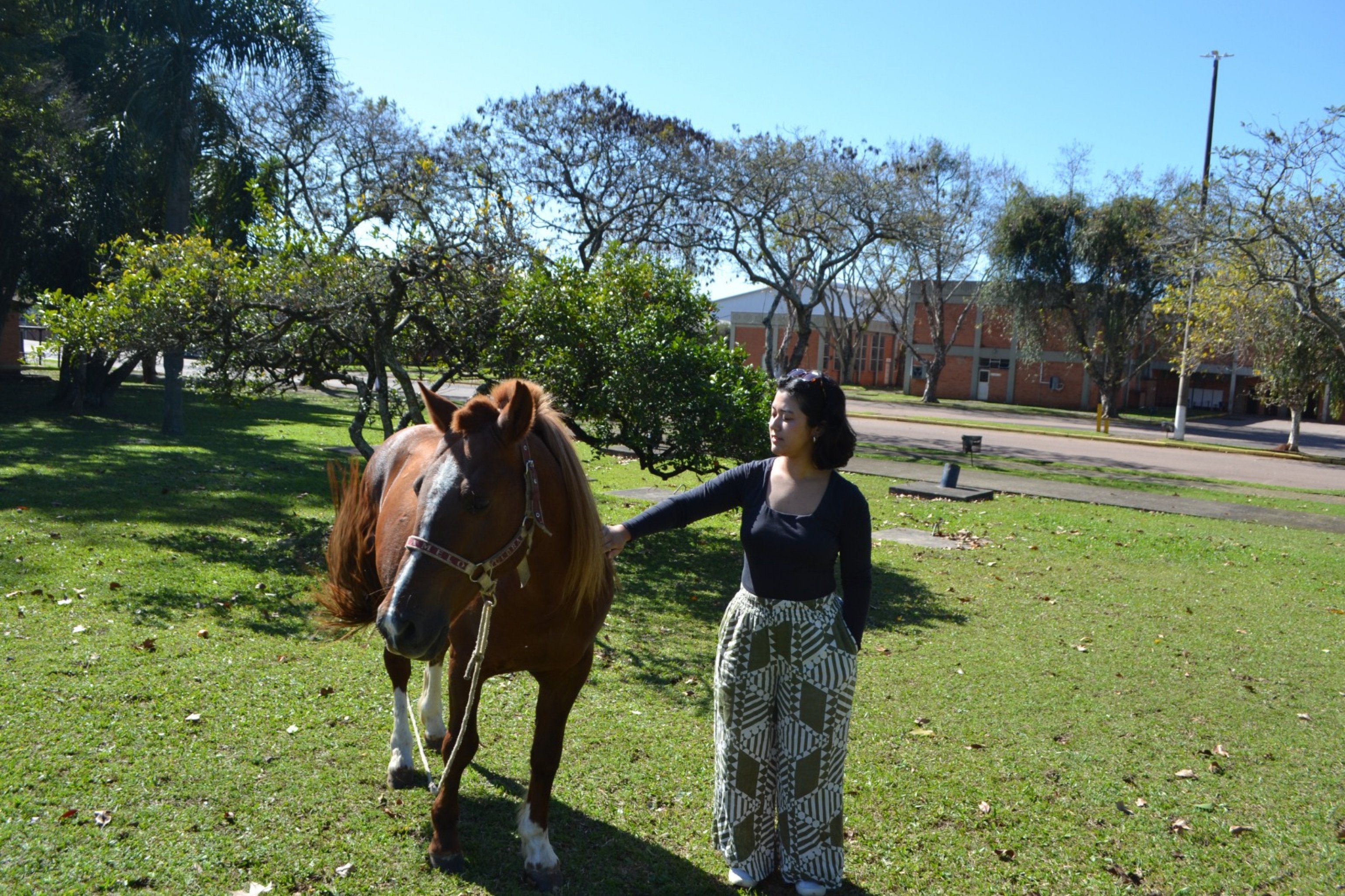 Cavalo Caramelo está em estudo internacional sobre catástrofe no RS