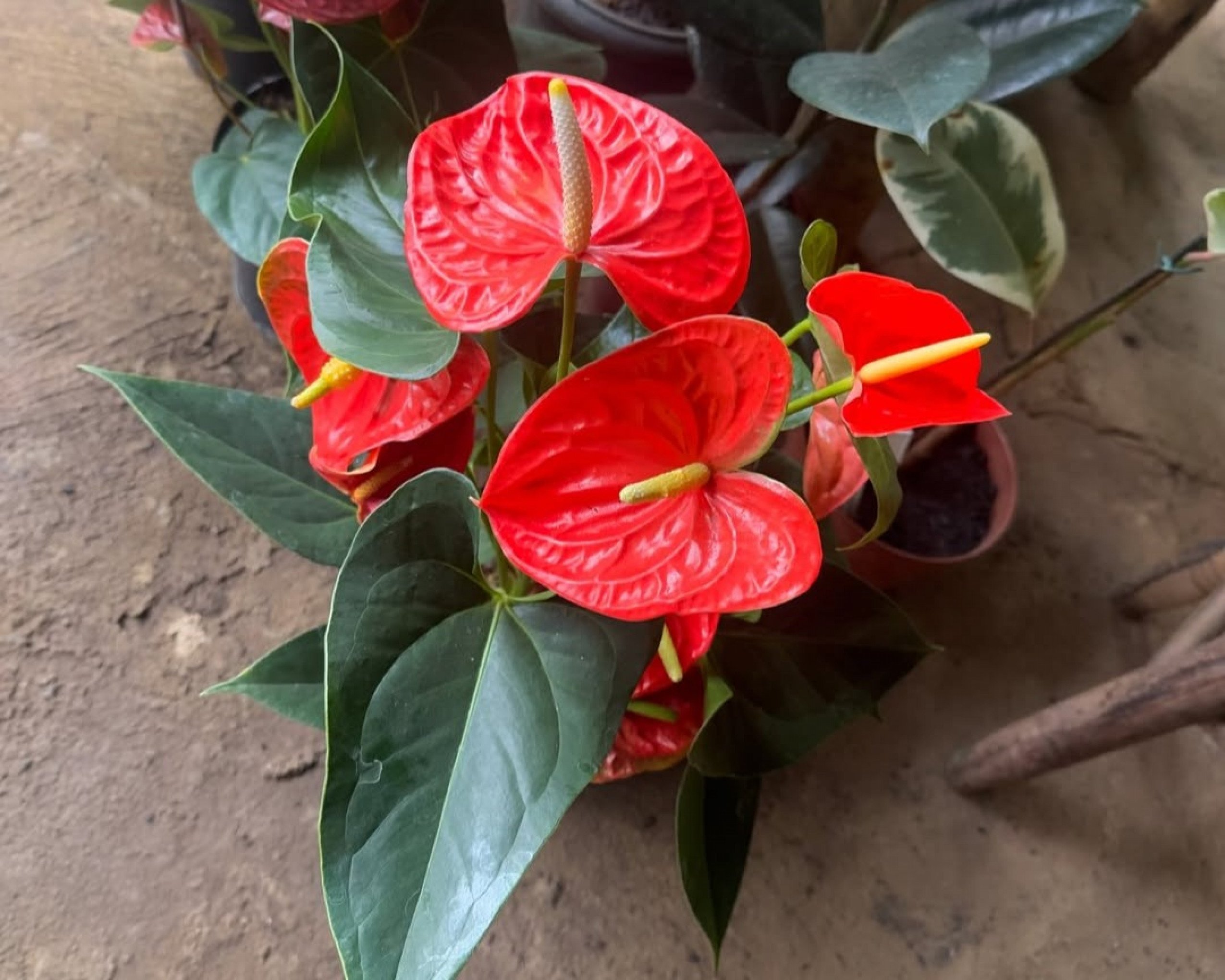 Plantas para casa: as melhores espécies de baixa manutenção para ambientes internos
