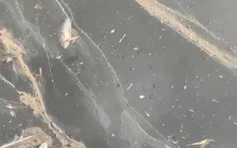 Houve registro de peixes mortos, no domingo, dia 3