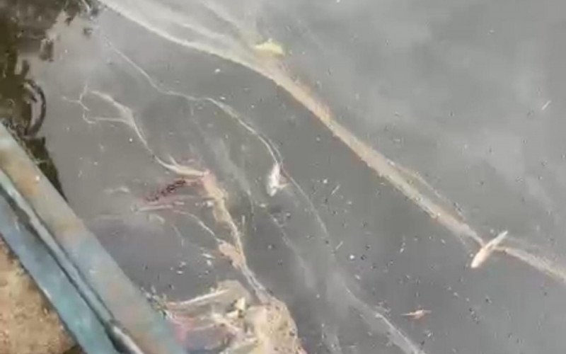 Houve registro de peixes mortos, no domingo, dia 3