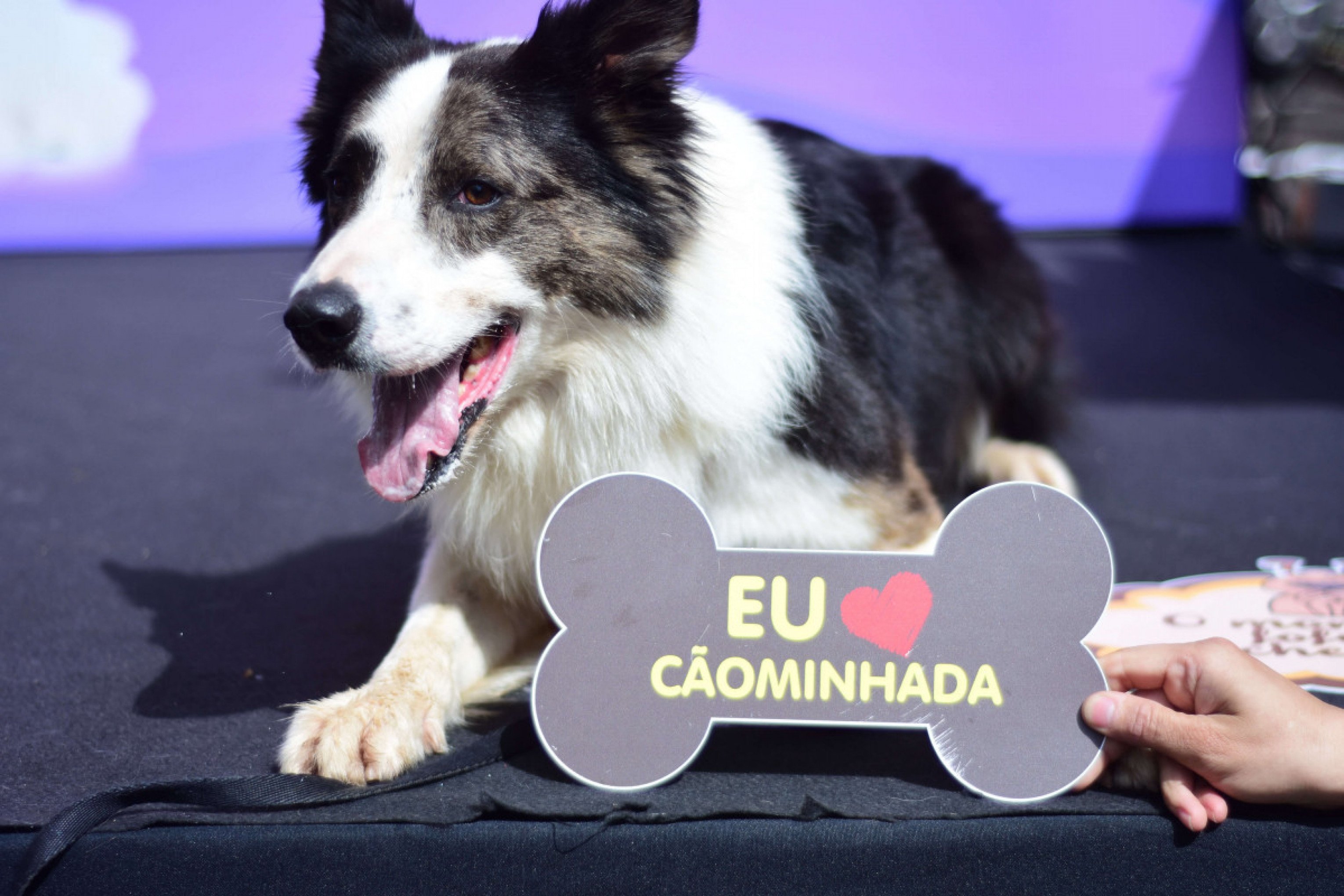 Prepare a coleira: vem aí a Cãominhada Rissul, no dia 17 de agosto