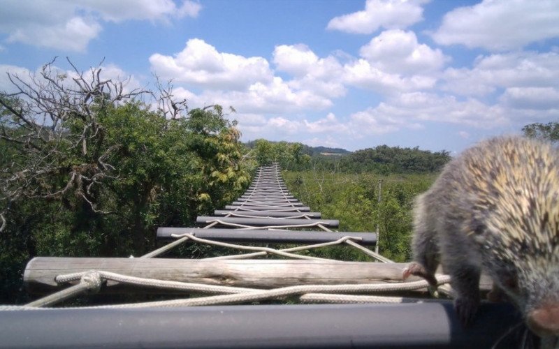 Passadores aéreos sobre rodovia do RS protegem animais silvestres de atropelamentos | abc+