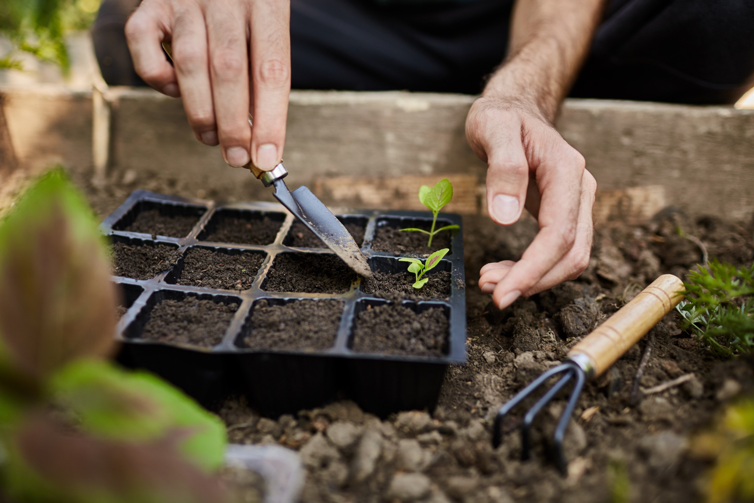 Seu pai é amante de jardinagem? Veja dicas para não errar no presente