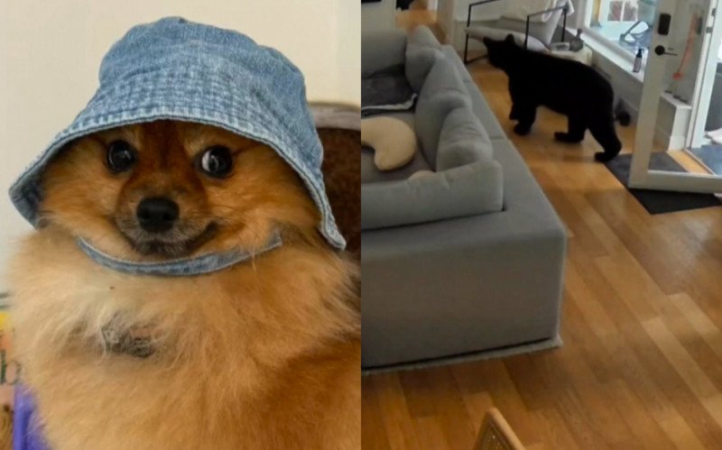 Lulu da pomerânia salva casa de urso no Canadá | abc+