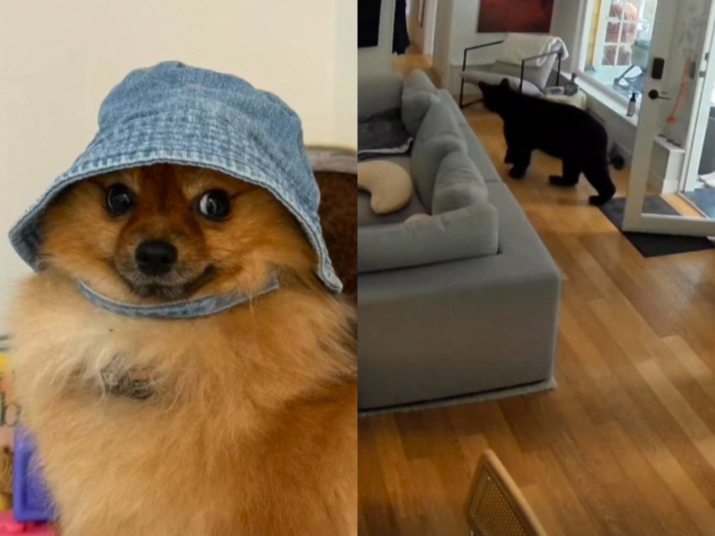 VÍDEO: Cachorro pequeno com 2 kg salva família ao espantar urso de casa; assista