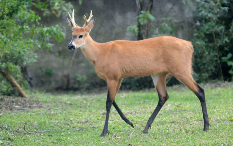 Em busca da conservação da espécie, Gramadozoo recebe cervo-do-pantanal