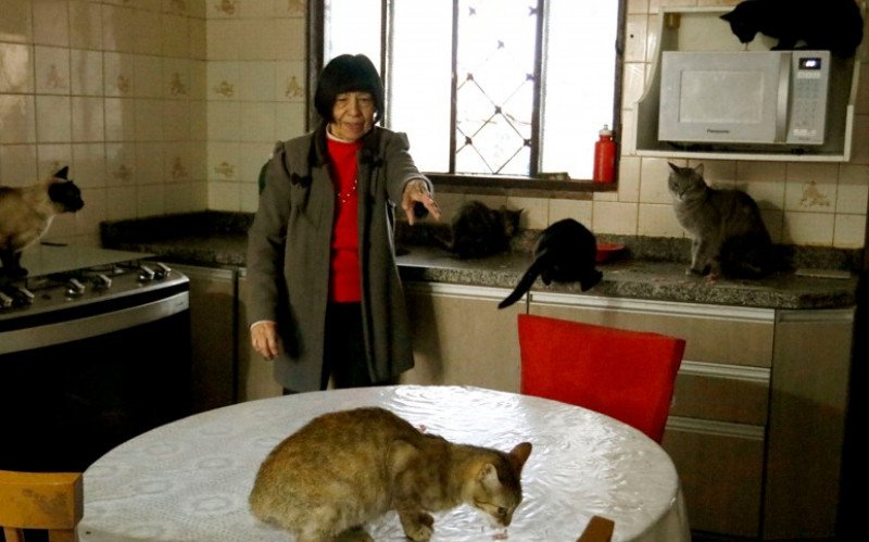 Alice alimenta mais de 50 gatos, que são vistos no pátio e dentro de casa | abc+