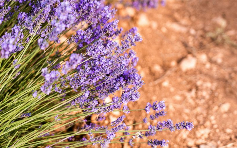Existem plantas que os carrapatos odeiam, como a lavanda | abc+