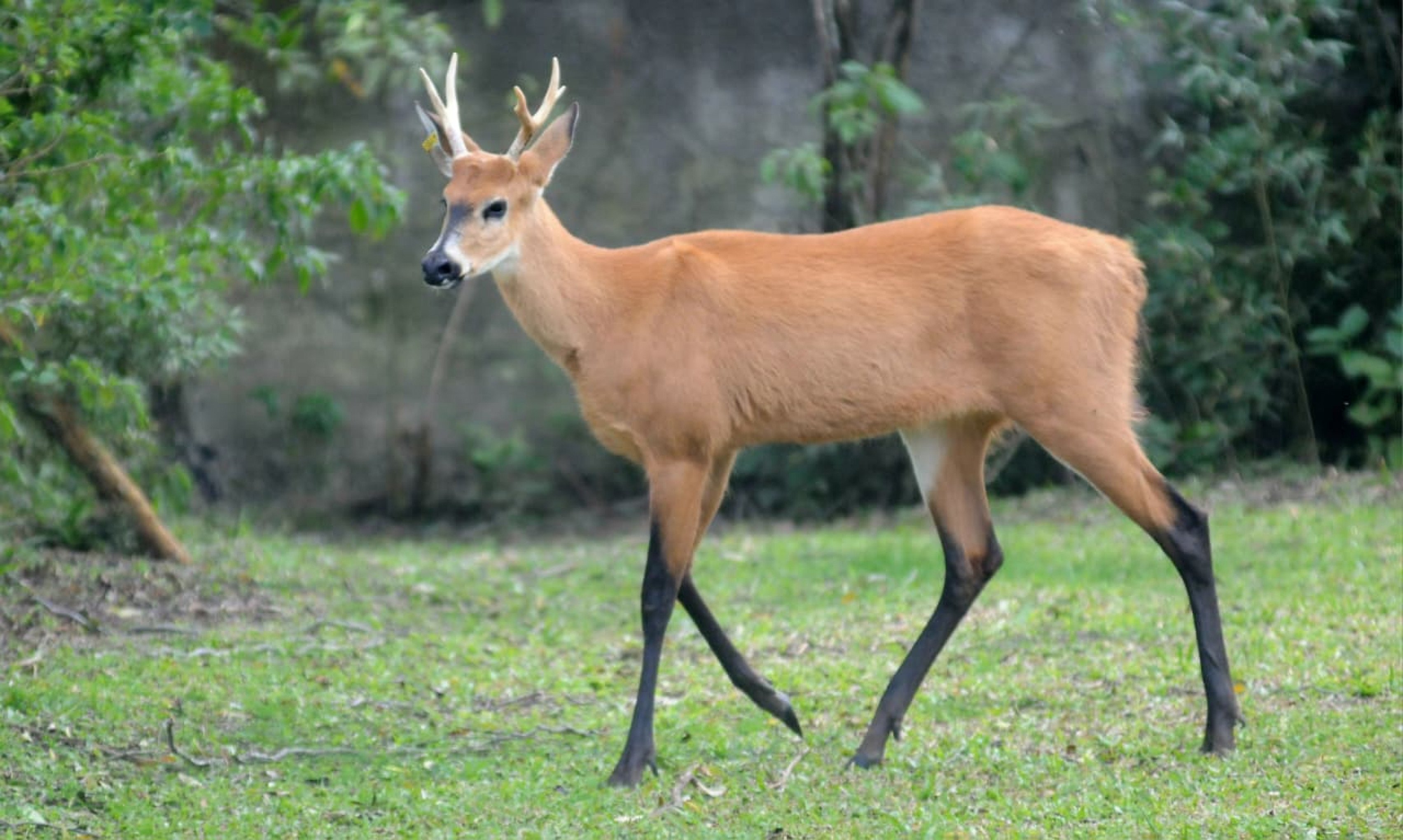 Cervo-do-pantanal chega ao zoológico de Gramado com a missão de preservar a espécie