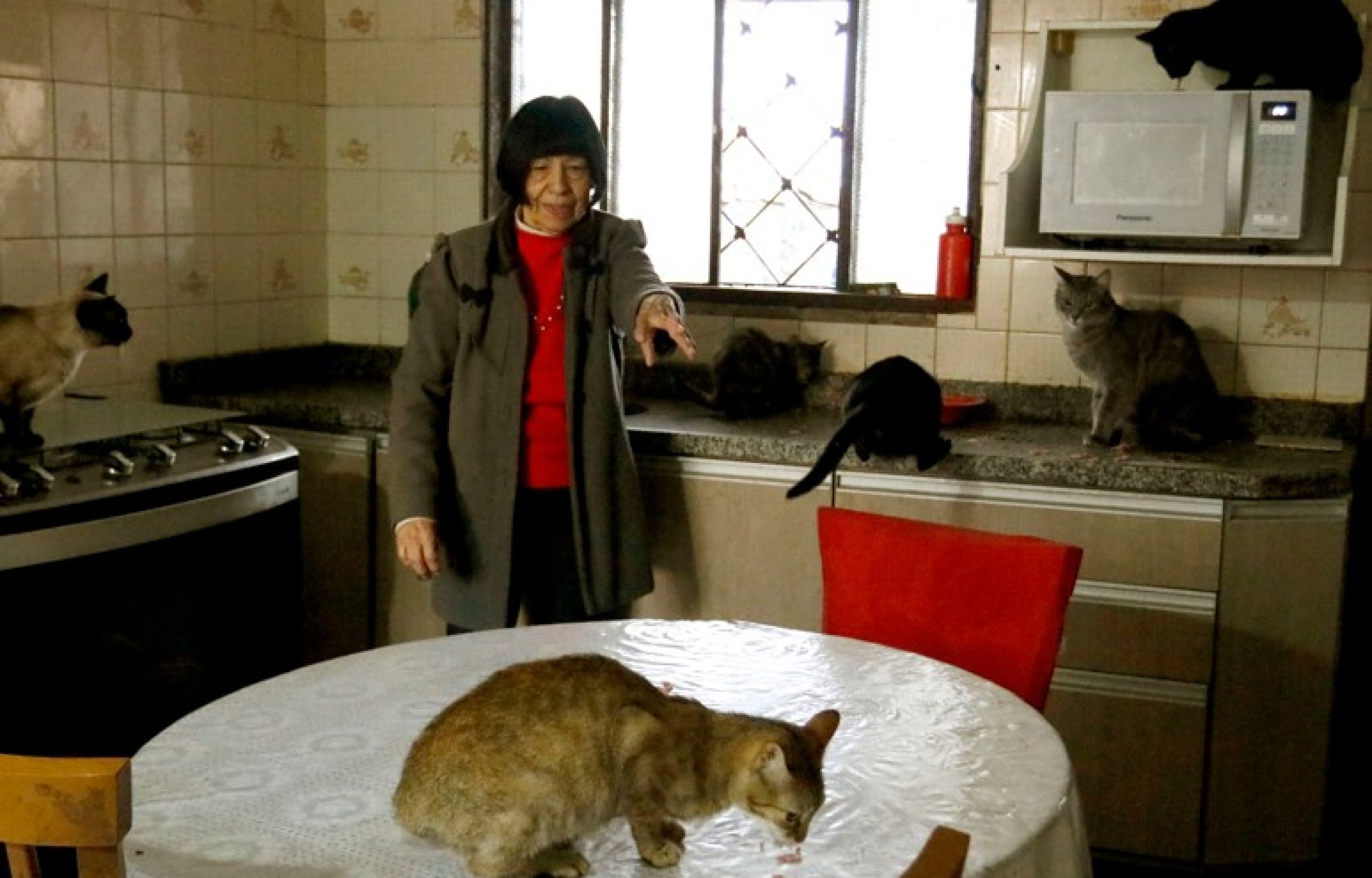 Aos 72 anos, dona Alice cuida de mais de 50 gatos, em uma pequena casa, no Centro de Canoas