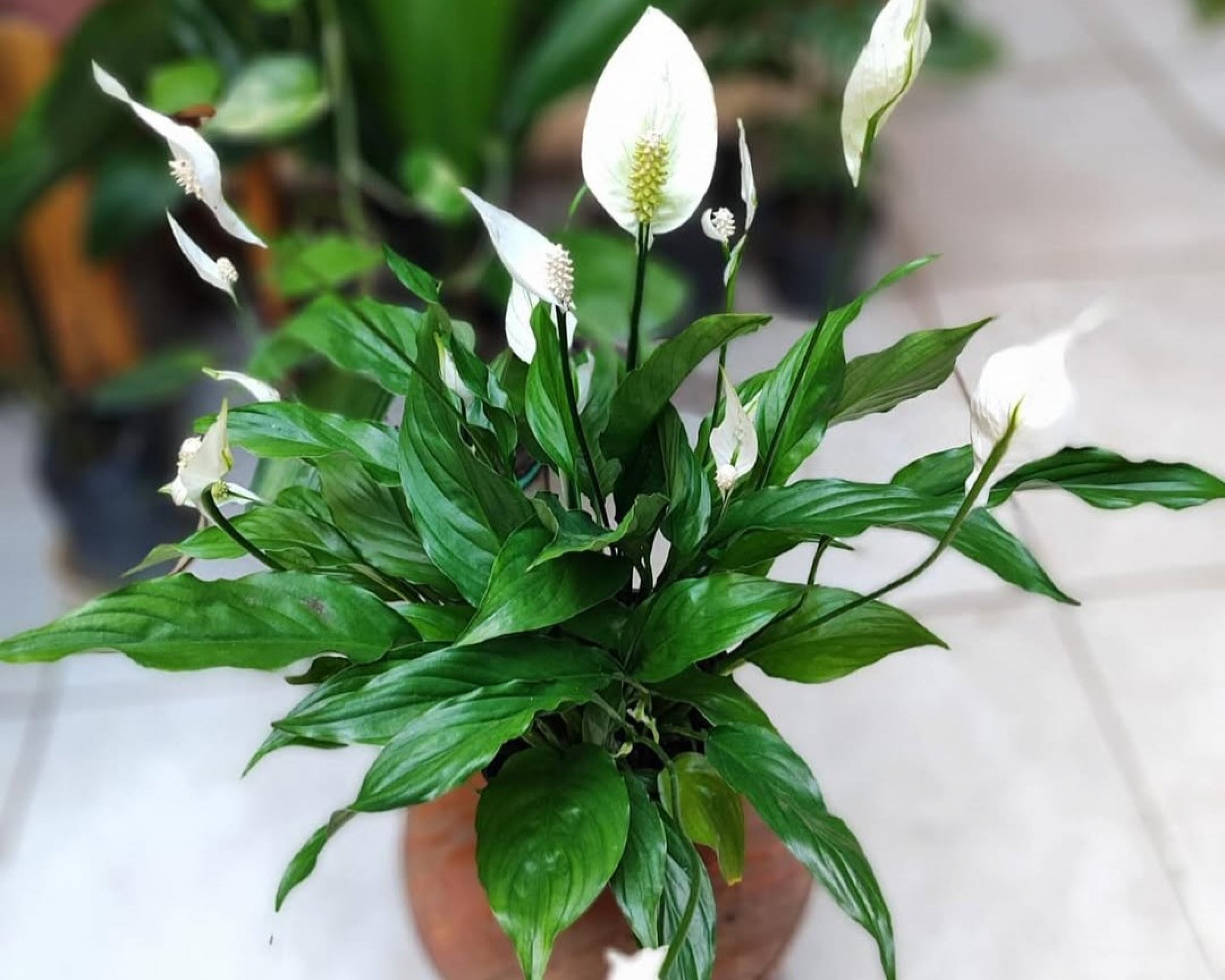 Lírio-da-paz: você sabia que essa planta também exige atenção? Descubra 4 curiosidades