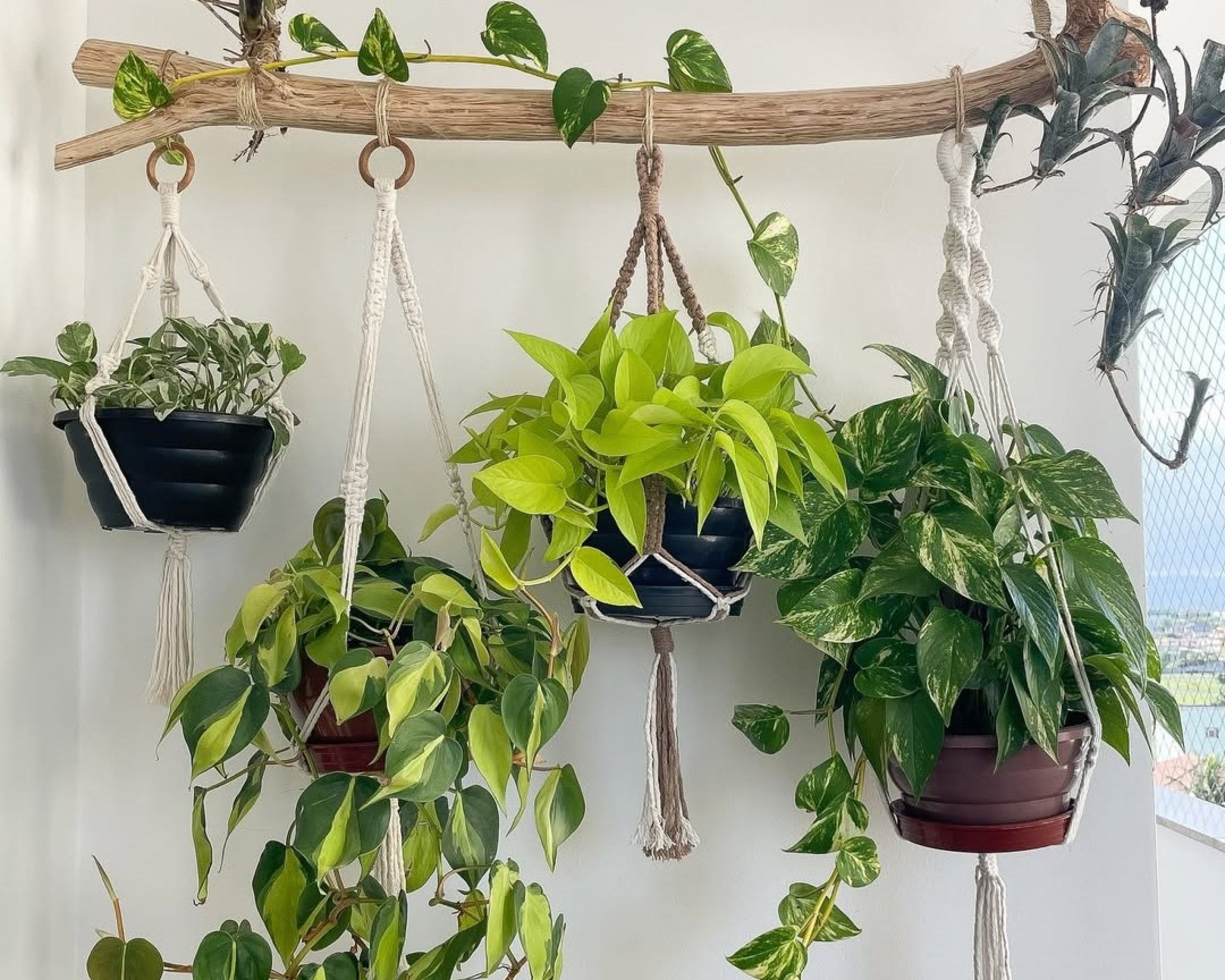 Plantas suspensas