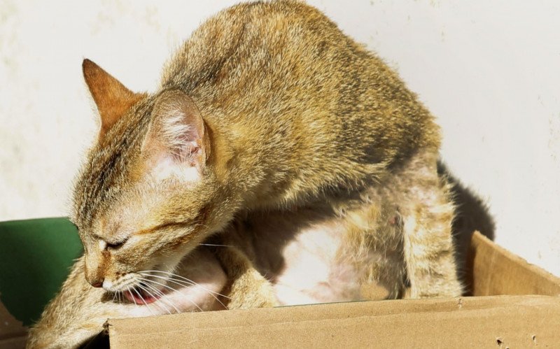 Animais estão sendo monitorados devido ao risco que cresça mais a população na área, que fica a poucos metros da Prefeitura de Canoas | abc+