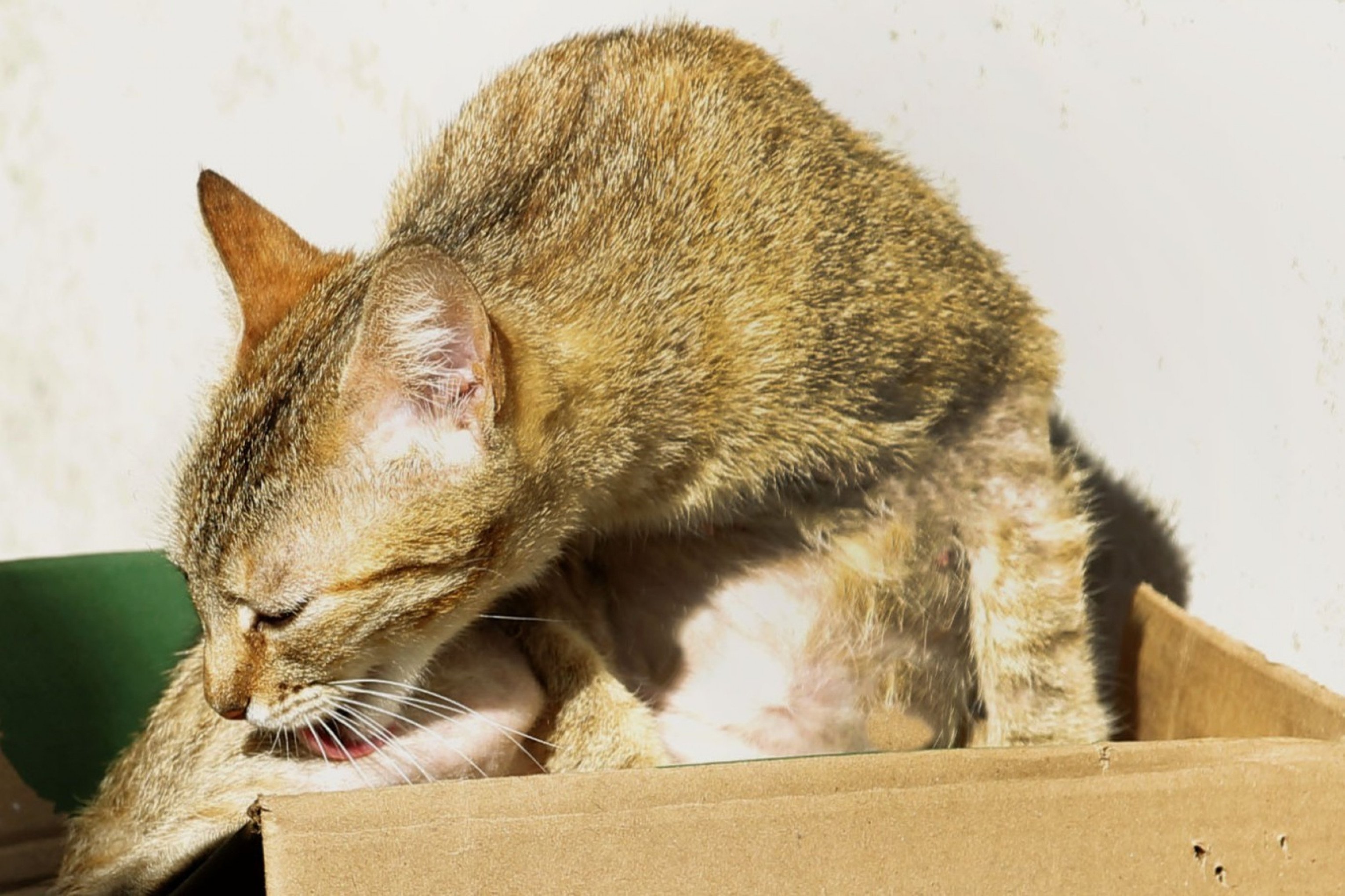 Prefeitura de Canoas confirma que acompanha situação de idosa que cuida de 50 gatos no Centro