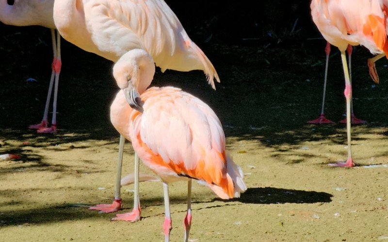 Zoológico de Gramado entra na brincadeira e eterniza pata de flamingo na Calçada da Fauna