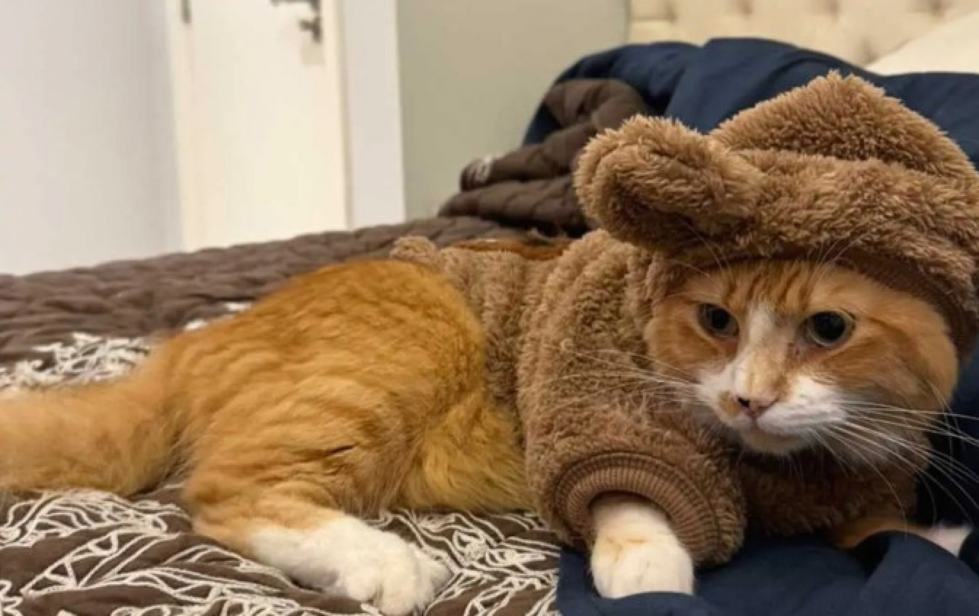 "Nossa família está devastada": Gato é morto com um tiro em condomínio de luxo da região metropolitana