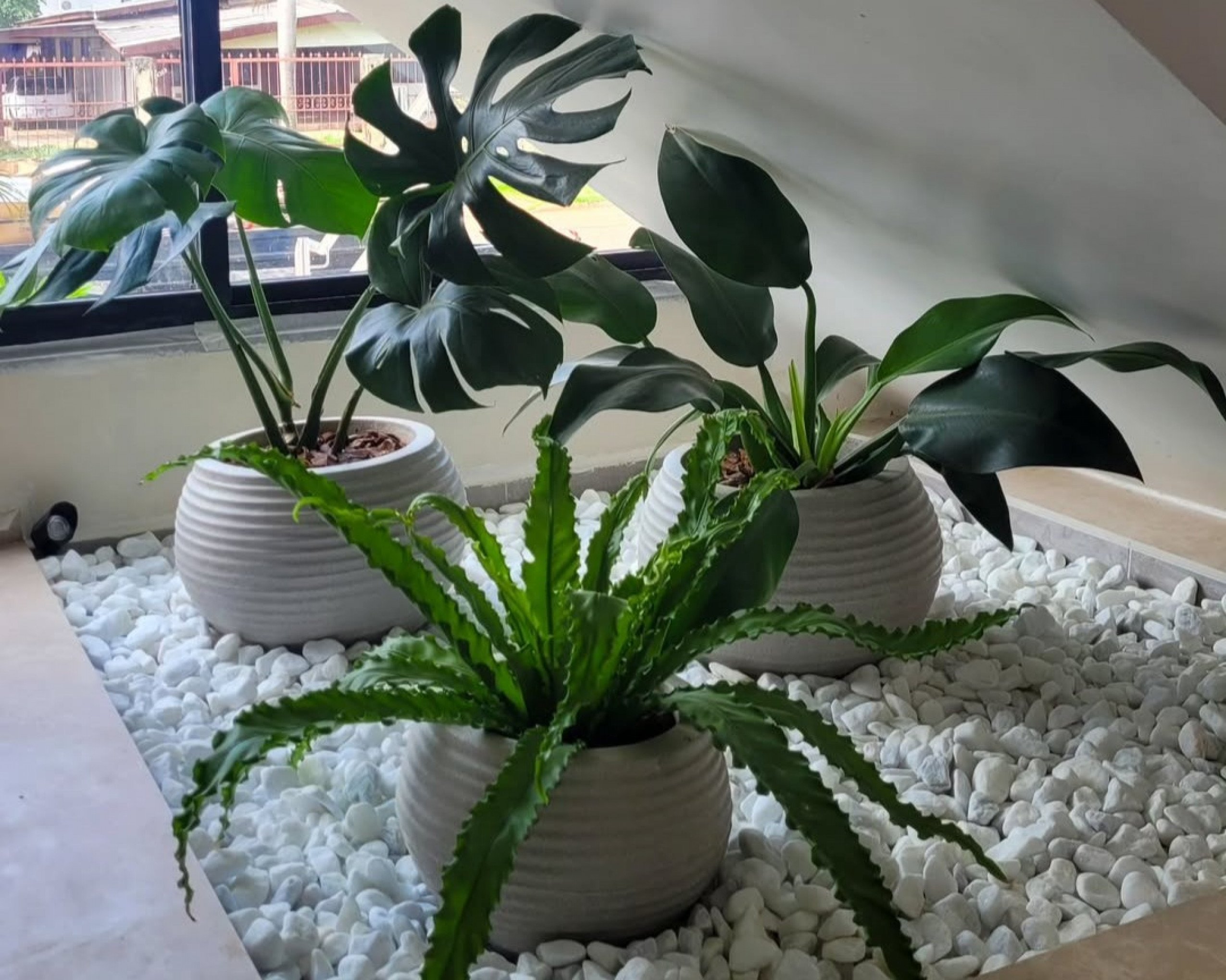 Plantas em vasos: como escolher, cuidar e decorar a casa com elas