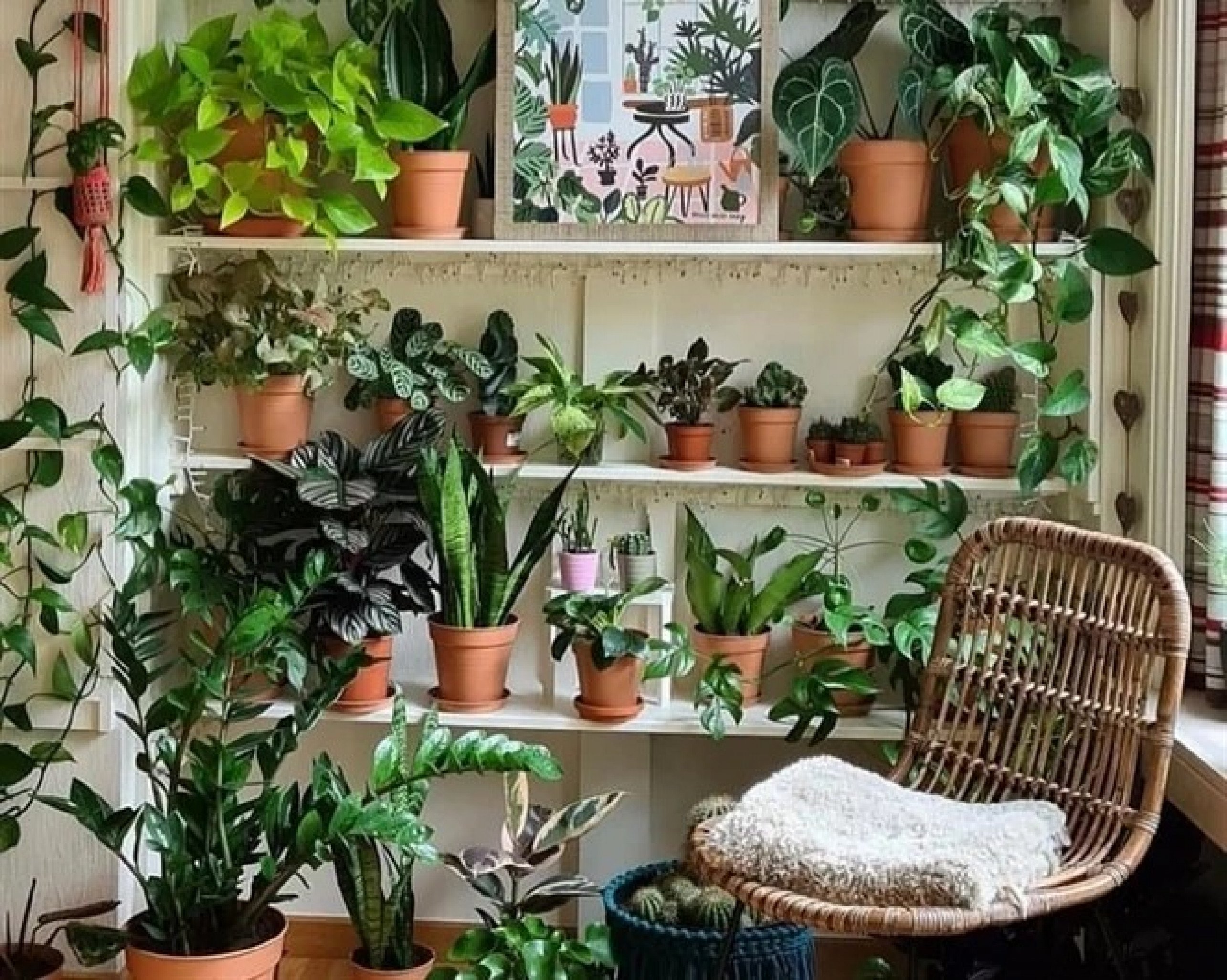 Diferentes plantas no mesmo ambiente | abc+